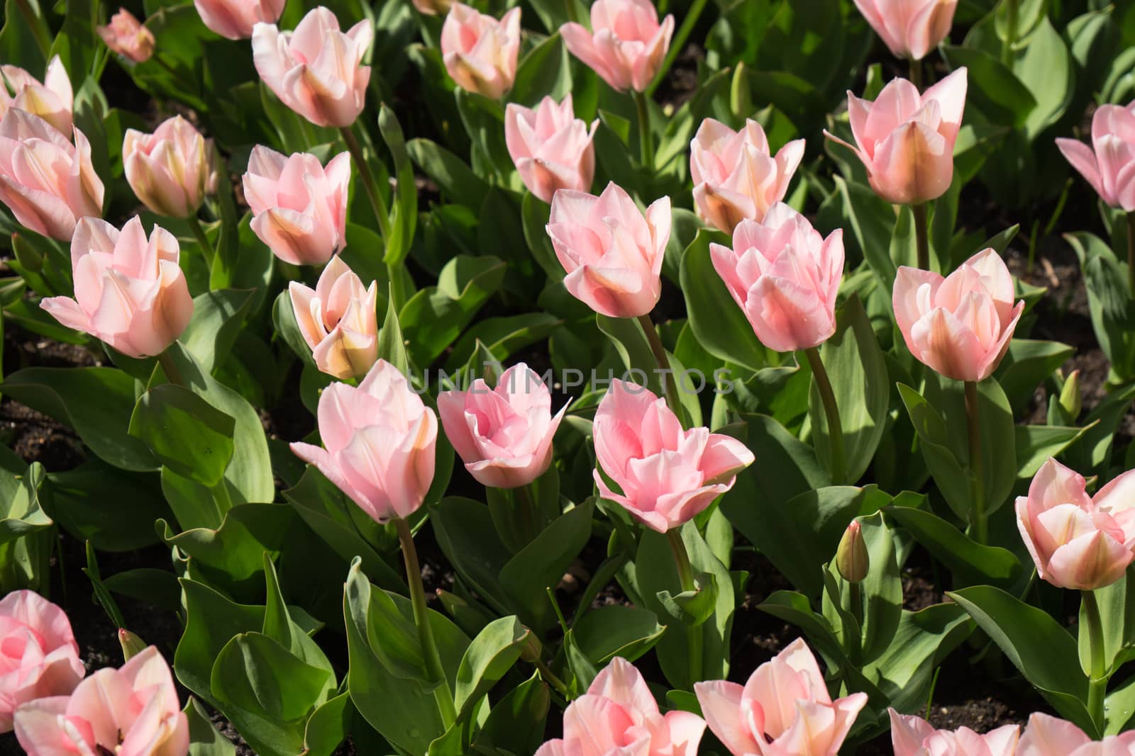 Pink tulip flowers in a garden in Lisse, Netherlands, Europe on a bright summer day