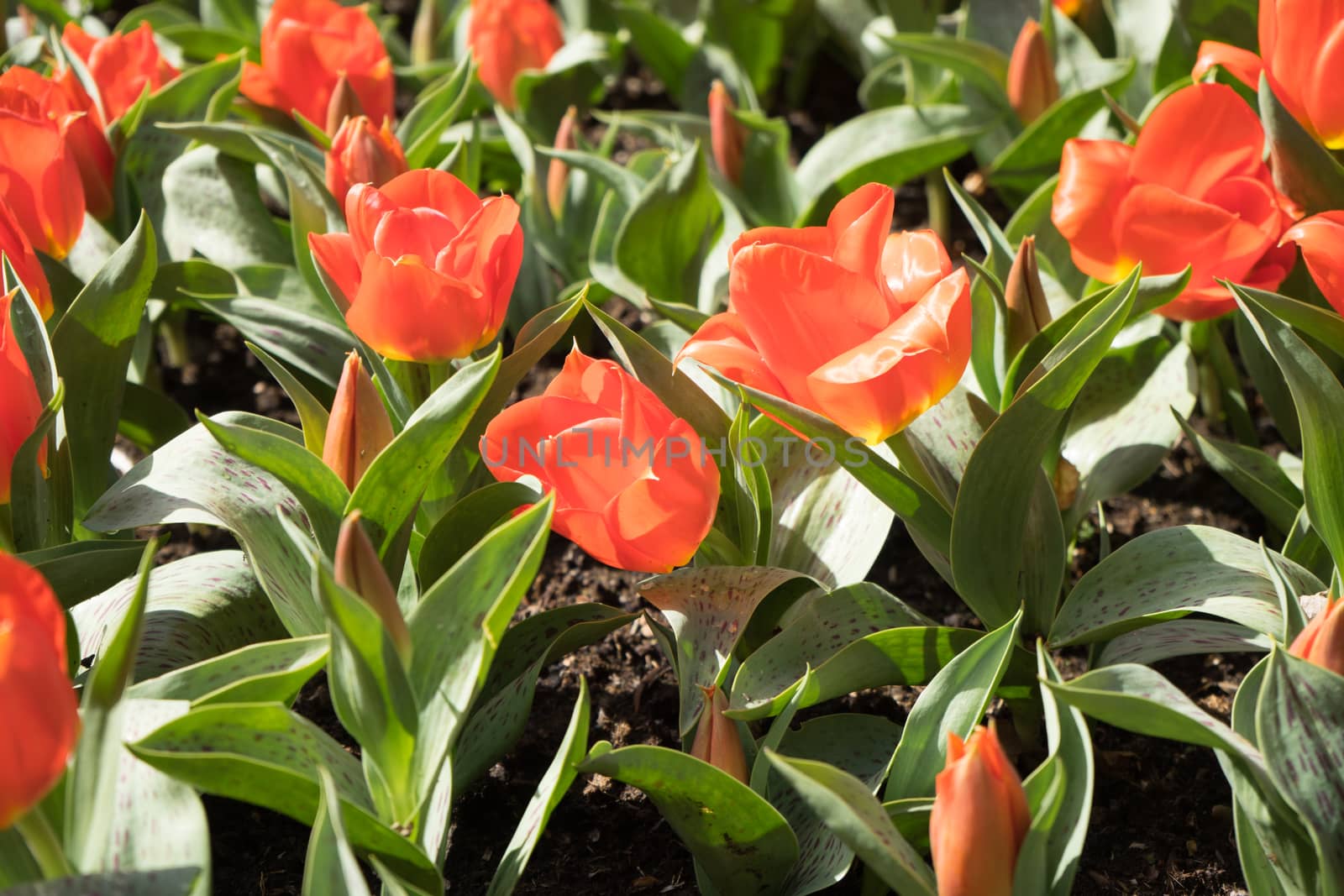 Orange tulip with a blurred background in a garden in LIsse, Netherlands, Europe on a bright summer day