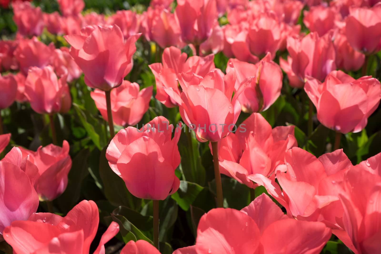 Red tulips in a garden in Lisse, Netherlands, Europe on a bright summer day