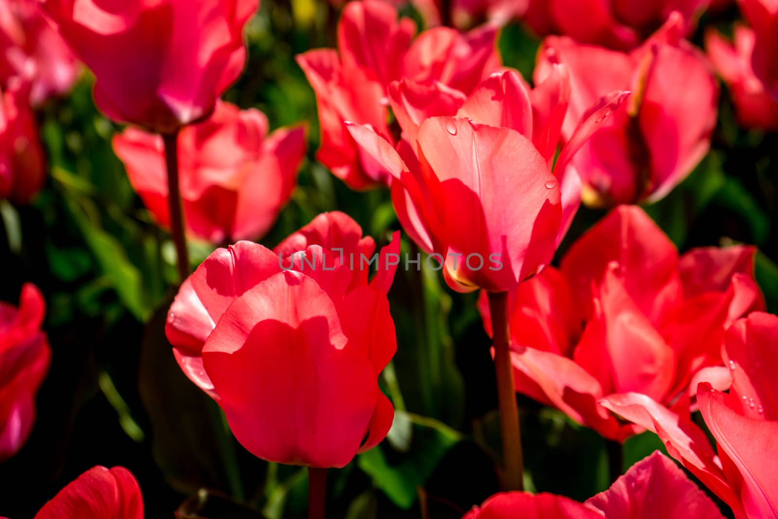 Red tulips in a garden in Lisse, Netherlands, Europe on a bright summer day