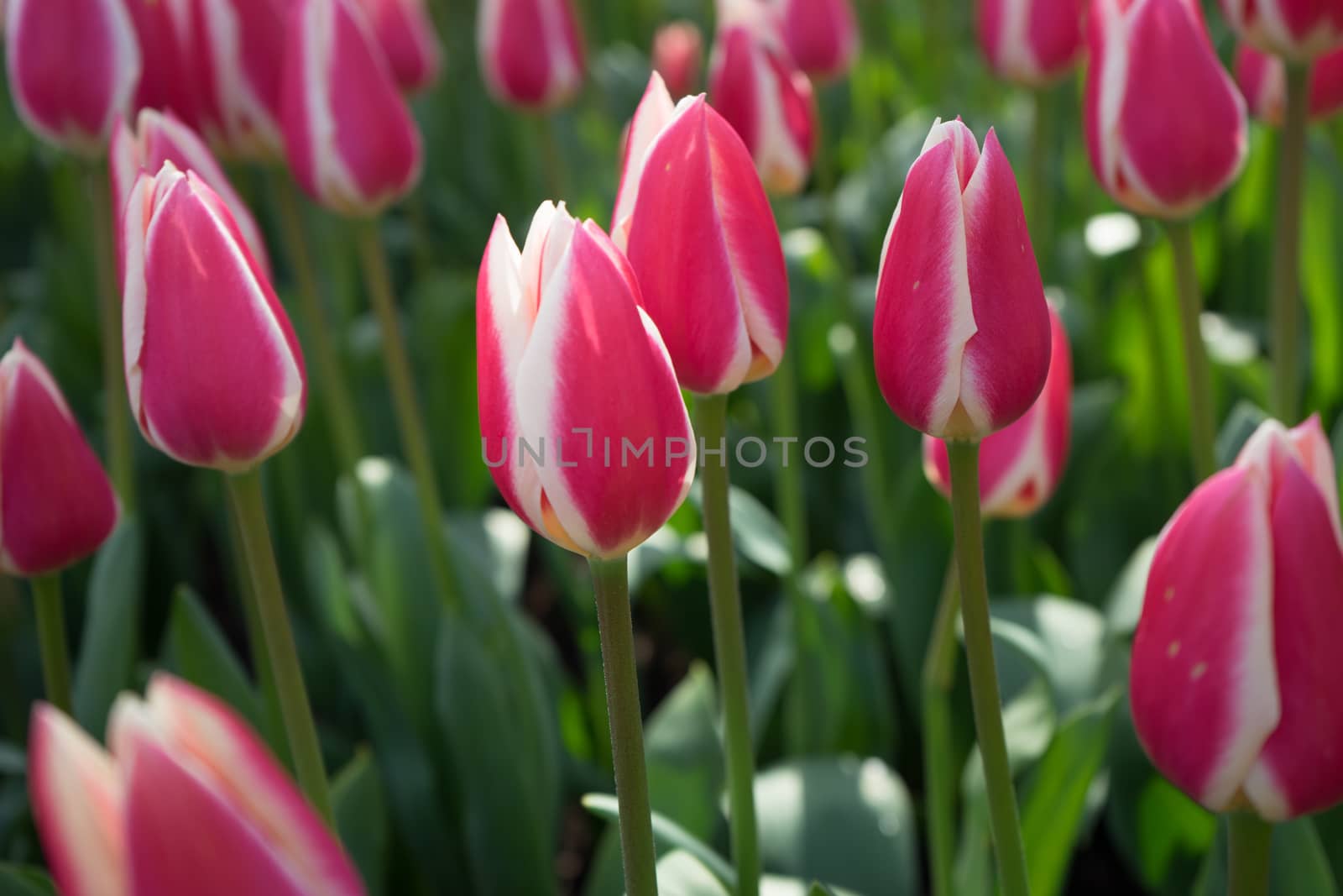 Red and white tulips in a garden in Lisse, Netherlands, Europe on a bright summer day