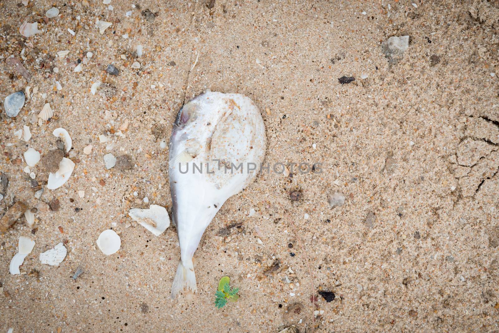 dead fish on the beach by antpkr