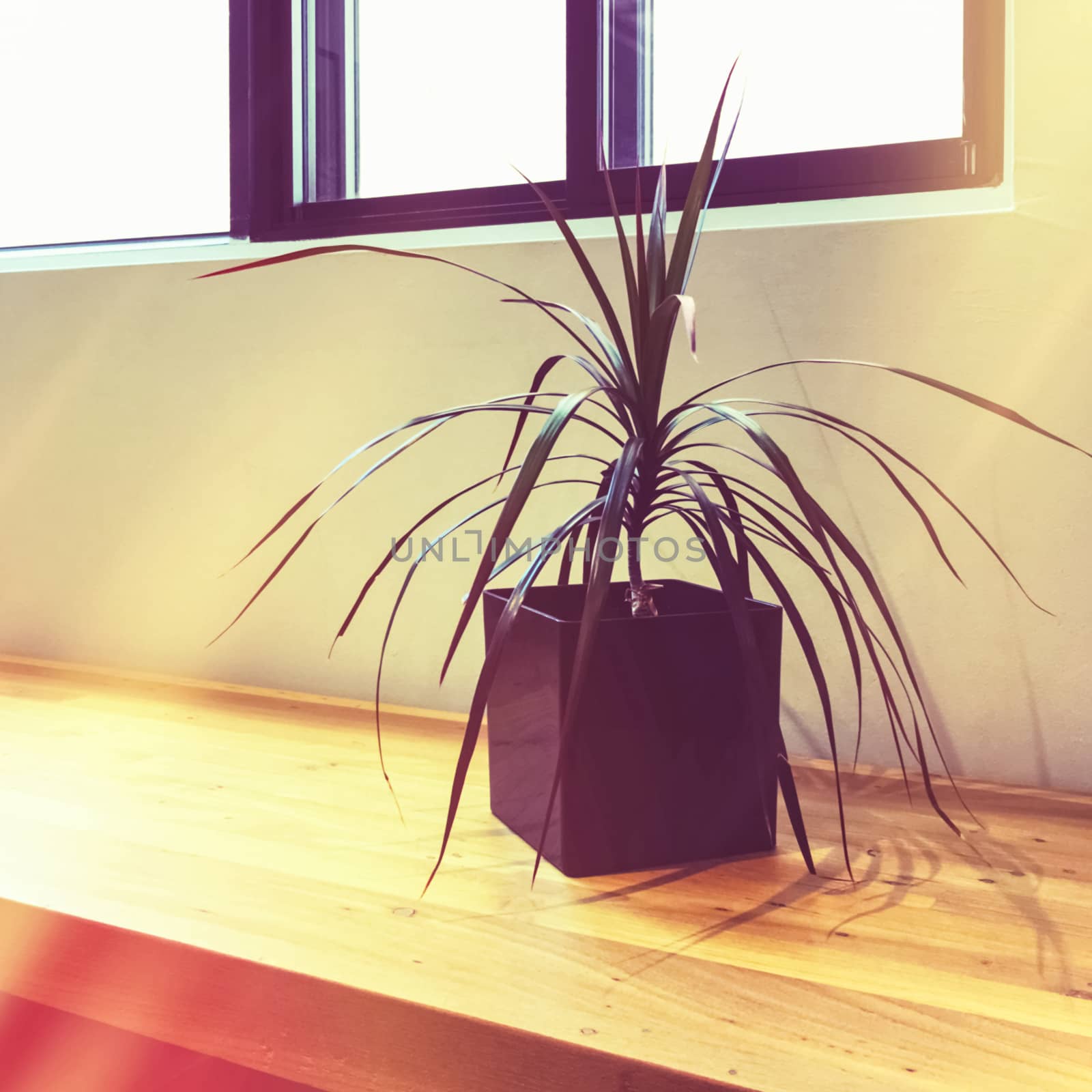 Madagascar dragon tree houseplant near a window by anikasalsera