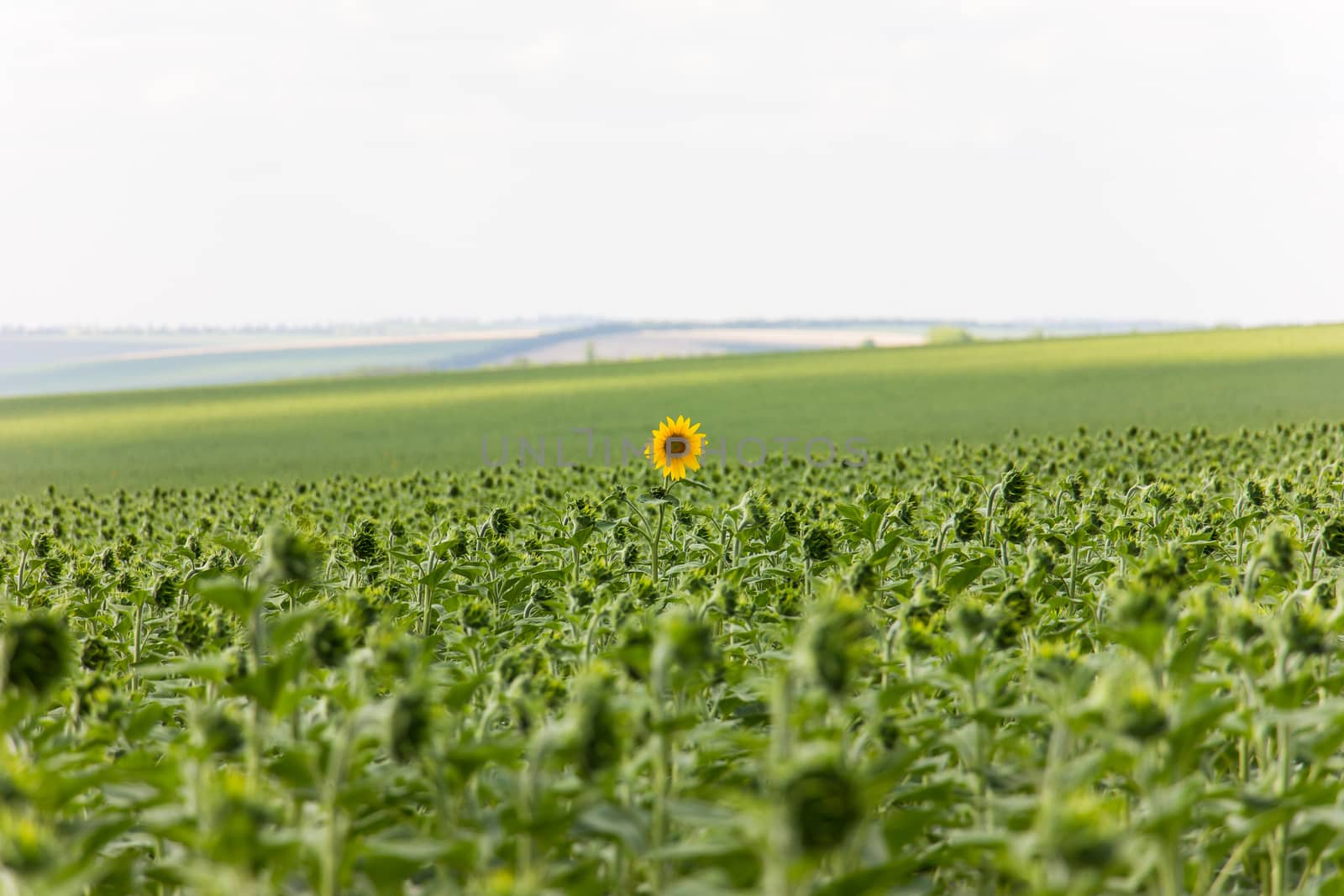 Sunflower field in sunny summer day