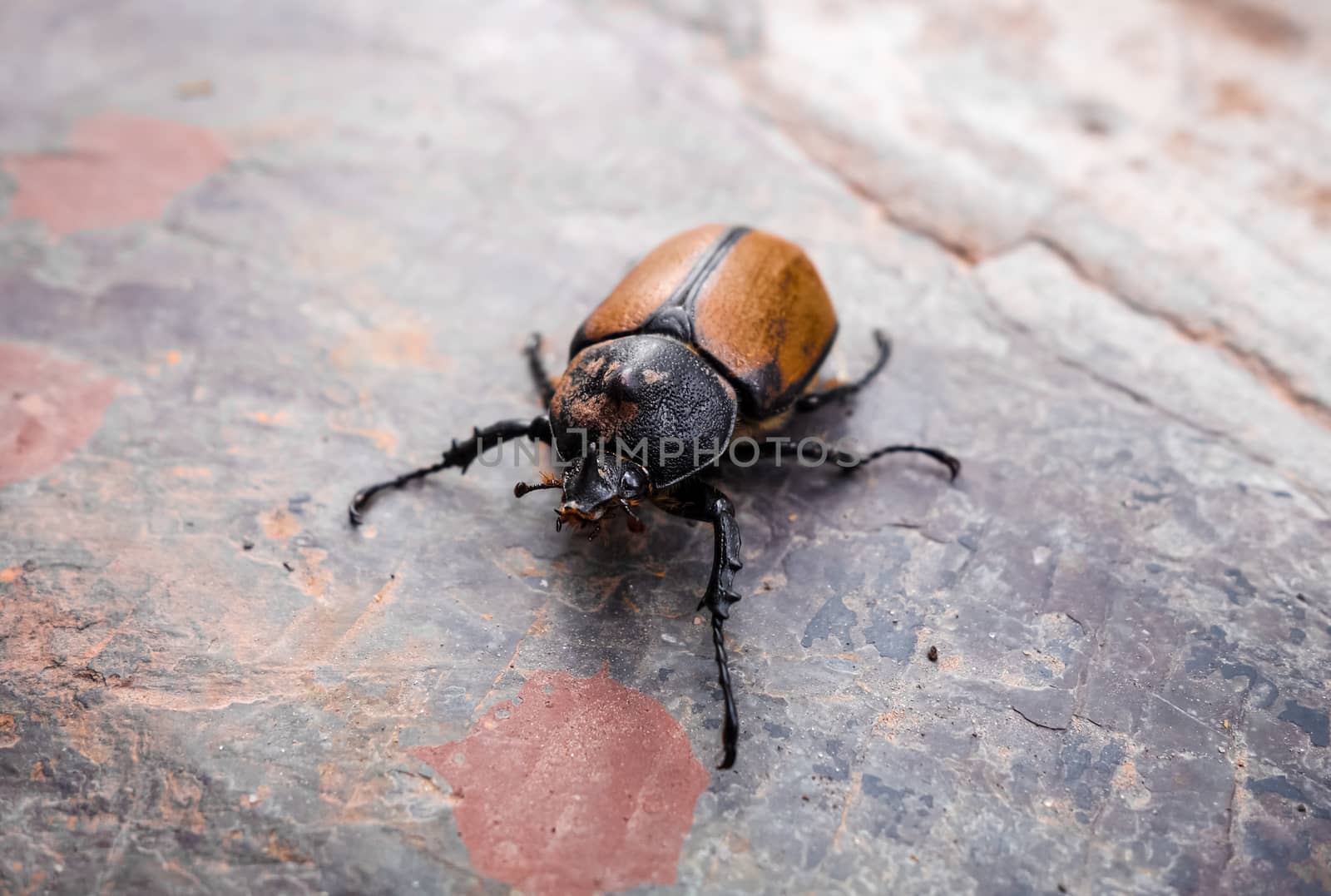 Scarab walking on a stone. Close-up view