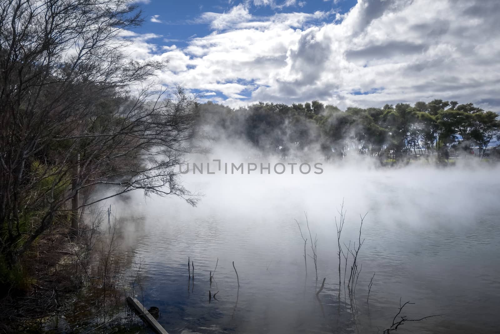 Misty lake and forest in Rotorua, New Zealand by daboost