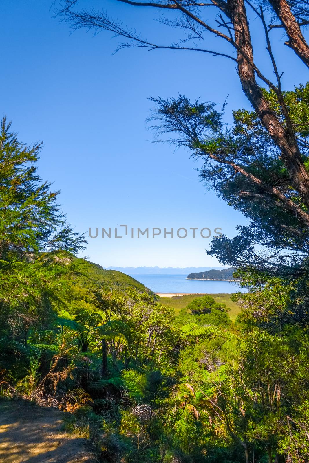 Track view in Abel Tasman National Park, New Zealand by daboost