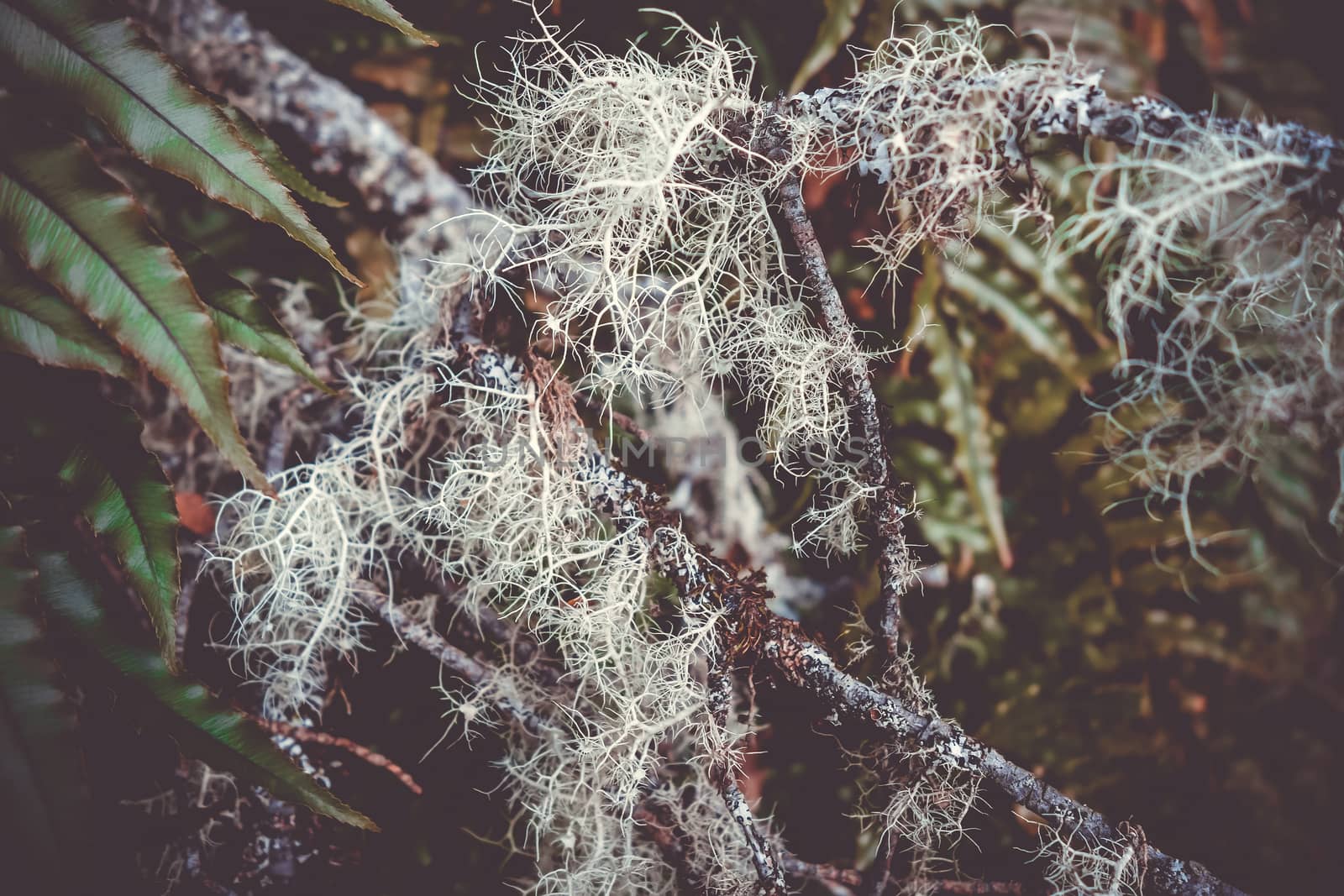 Lichen close-up photo, New Zealand south island