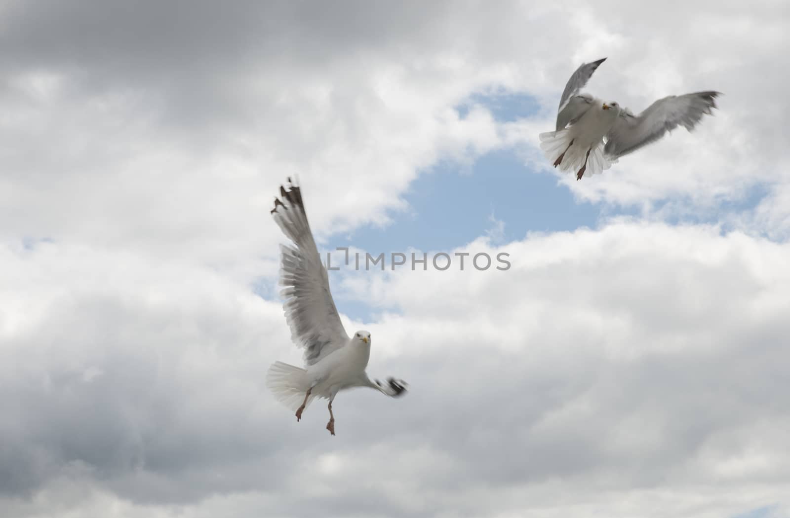couple of seagull dancing and flying in the sky