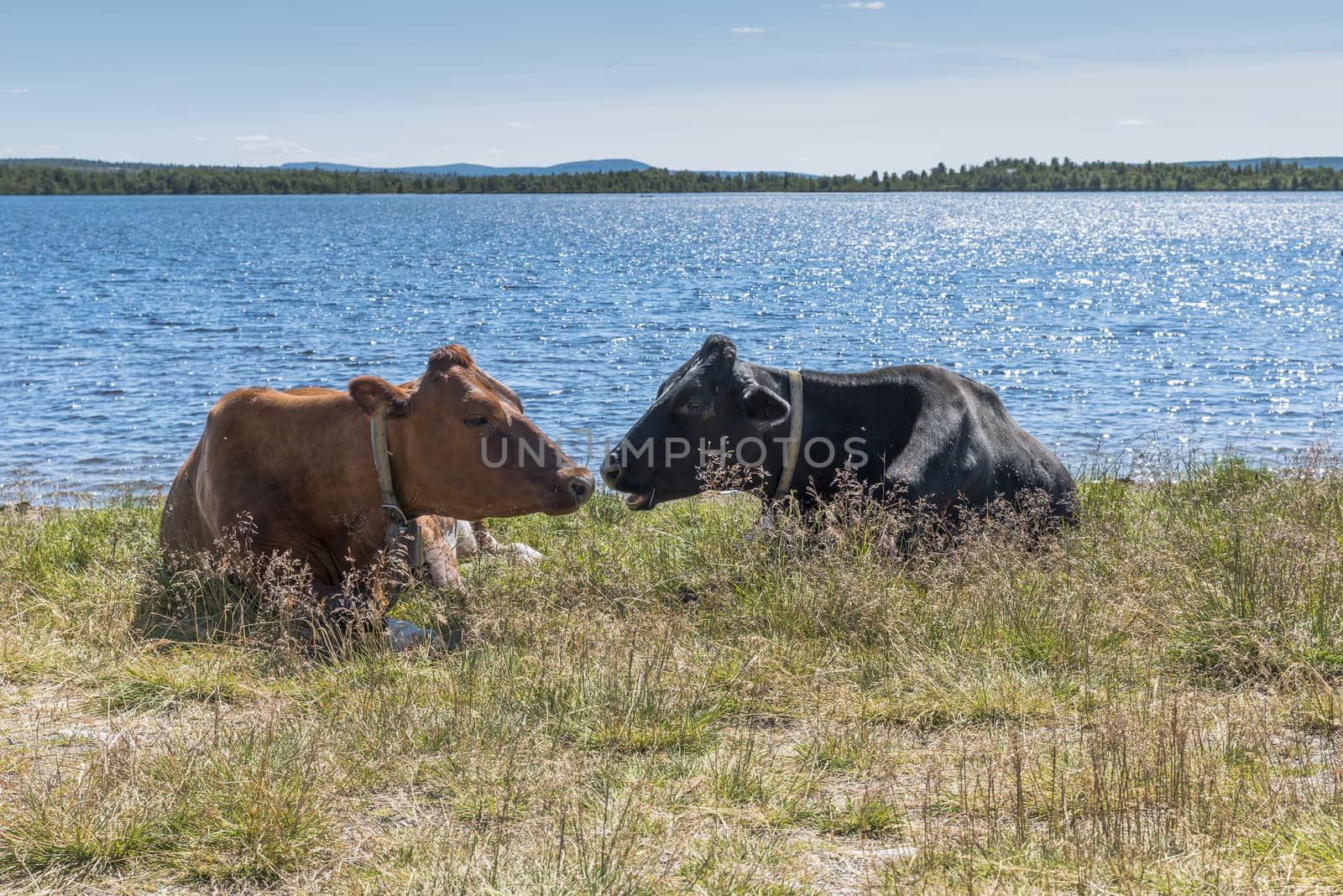 brown and black cows laying on the grass near the beach of a fjord in Norway