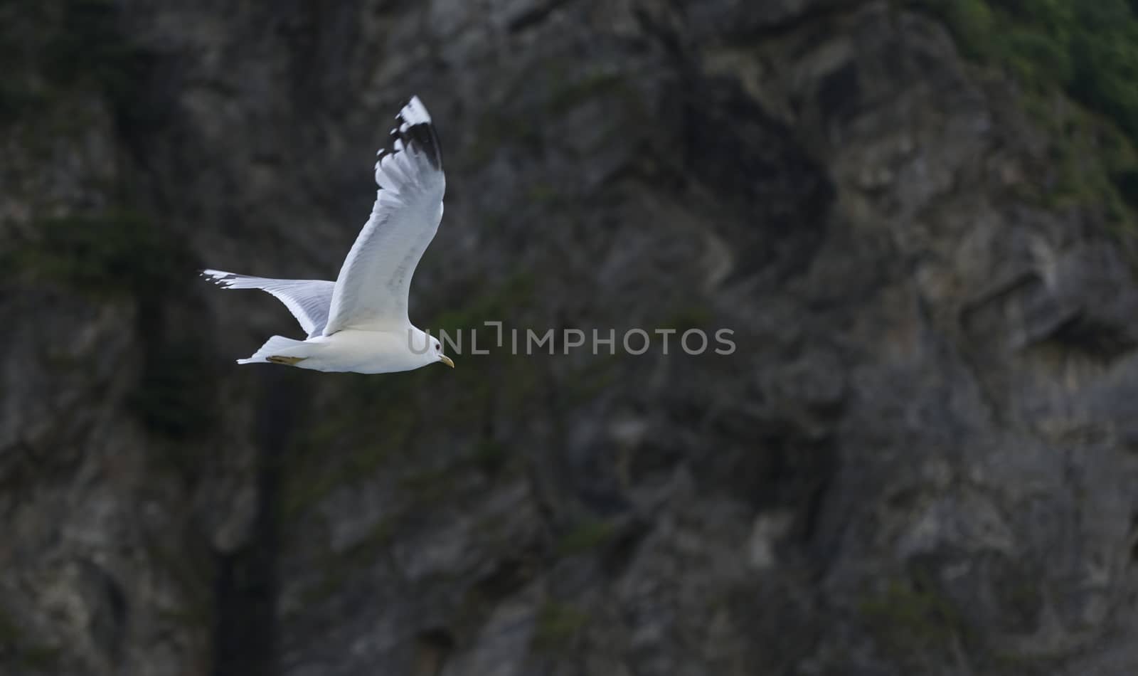 flying seagull with rocks as background white and dark brown