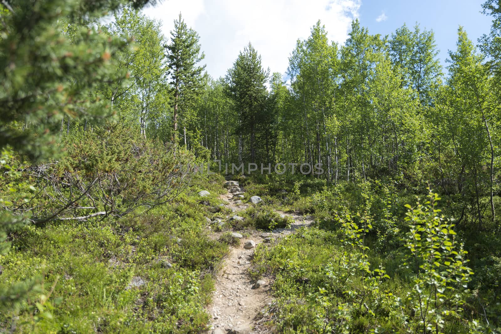 green forest with pine treess in norway
