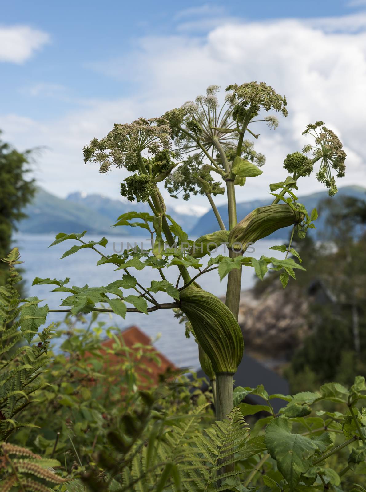 heracleum sphondylium wild pisisonous dangrous plant in norway at the sognefjord