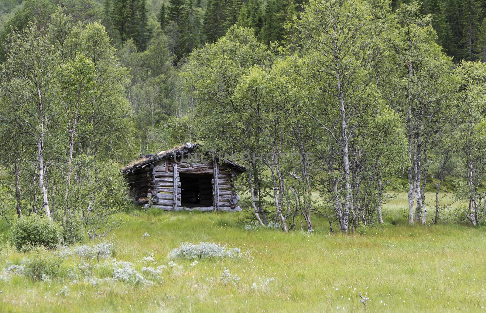 brown wooden hut as shelter in green forest in norway