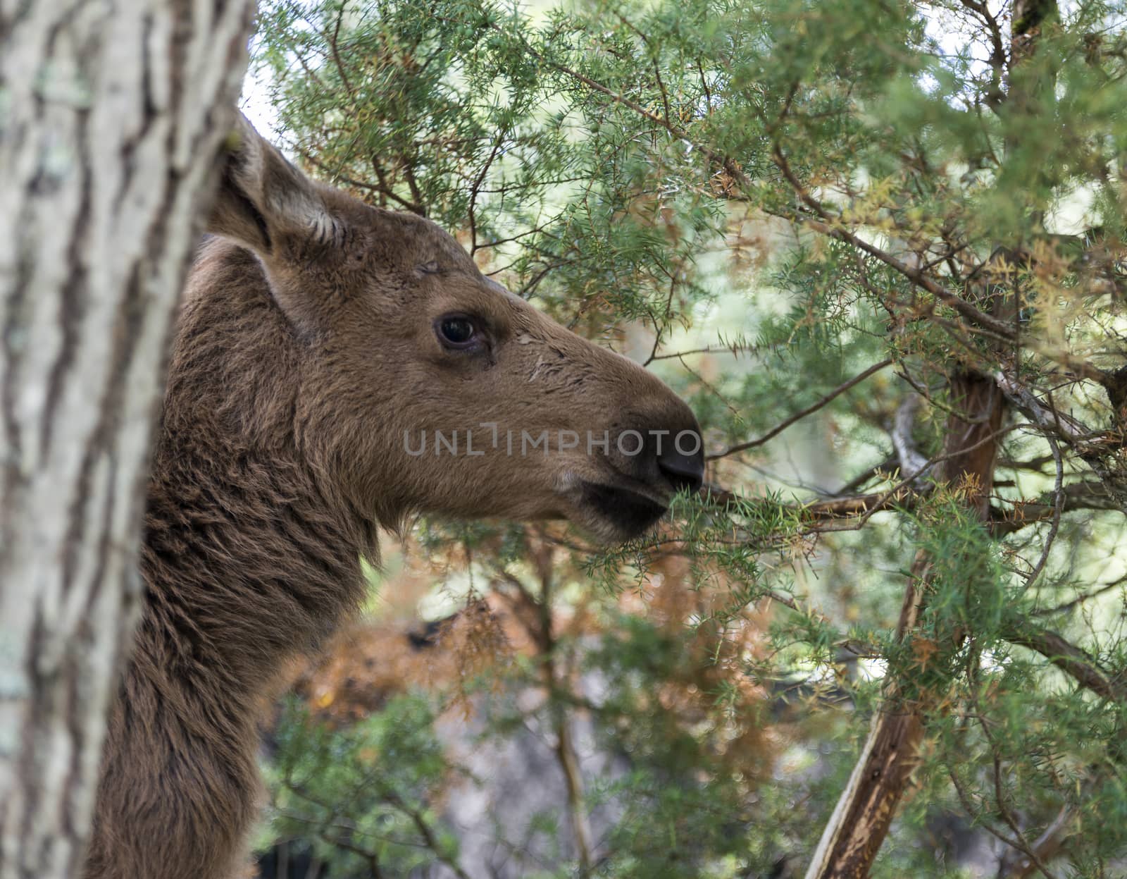 young moose in norway by compuinfoto