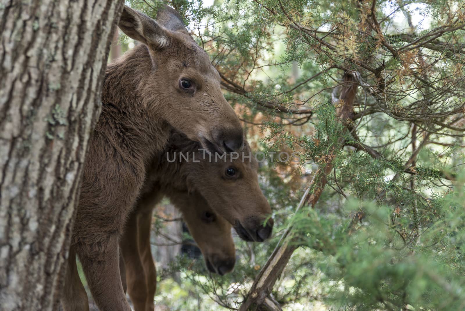 three young moose behind a tree in  norway