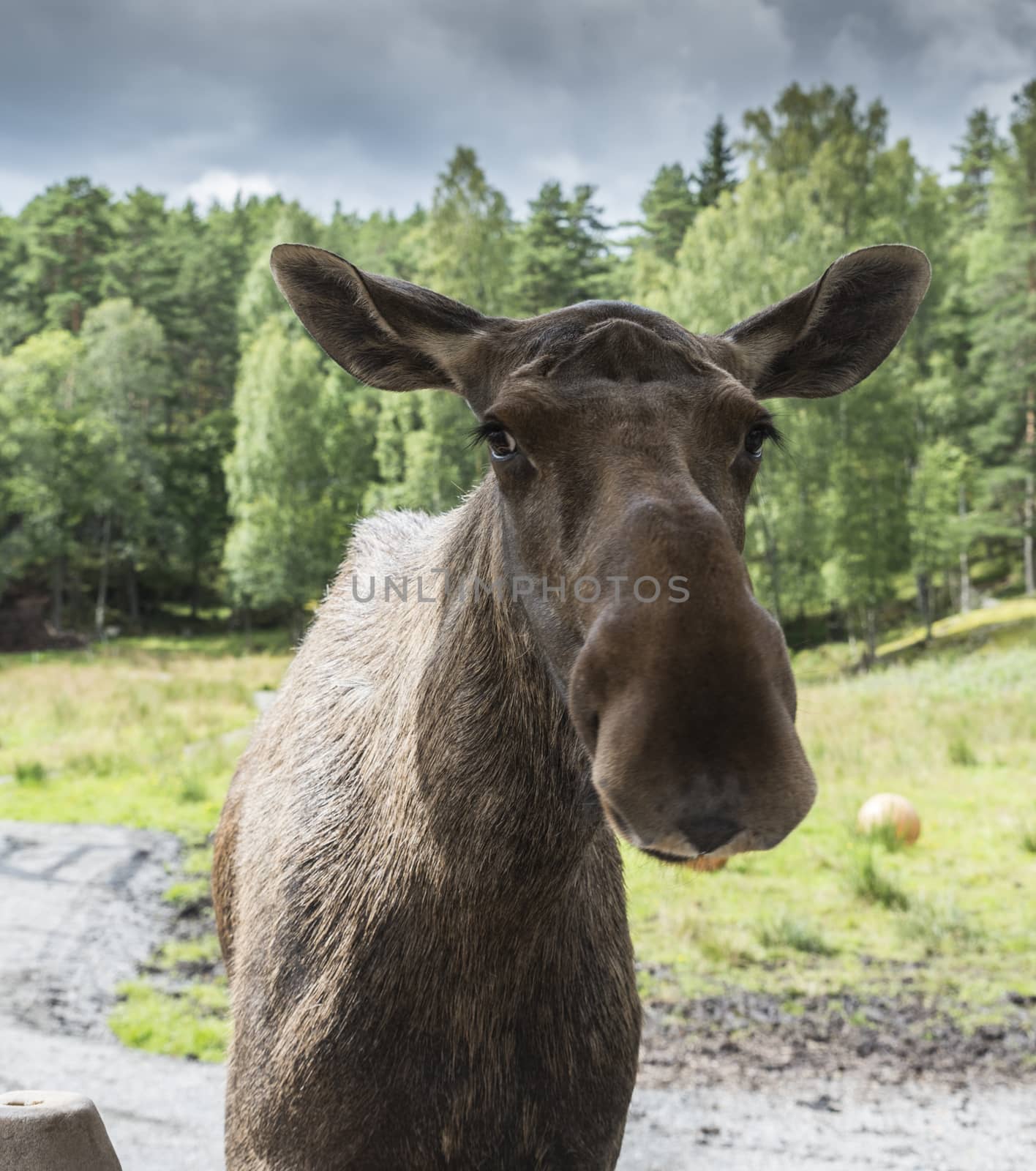 moose or antler in norway forest 