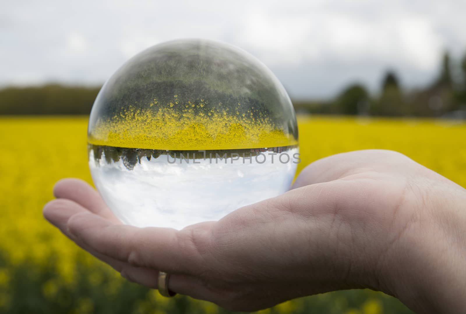 rapeseed field or yello oilseed called brassica seen through glass sphere ball in womans hand