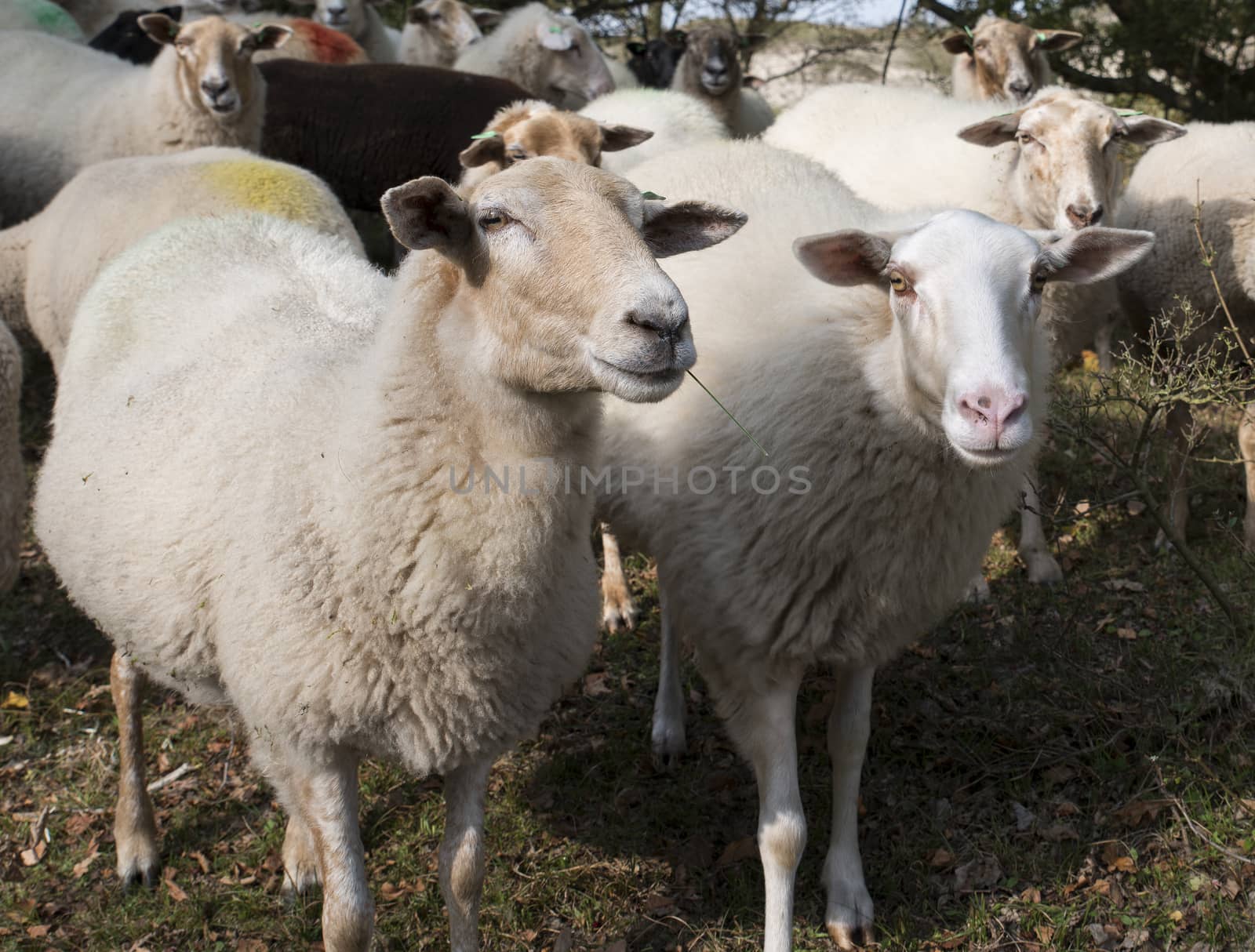 group of sheep in holland nature