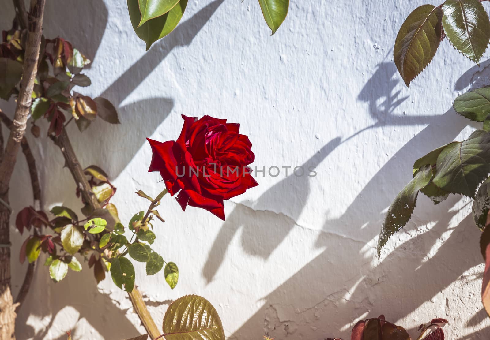 red rose flower on white wall in tropical country