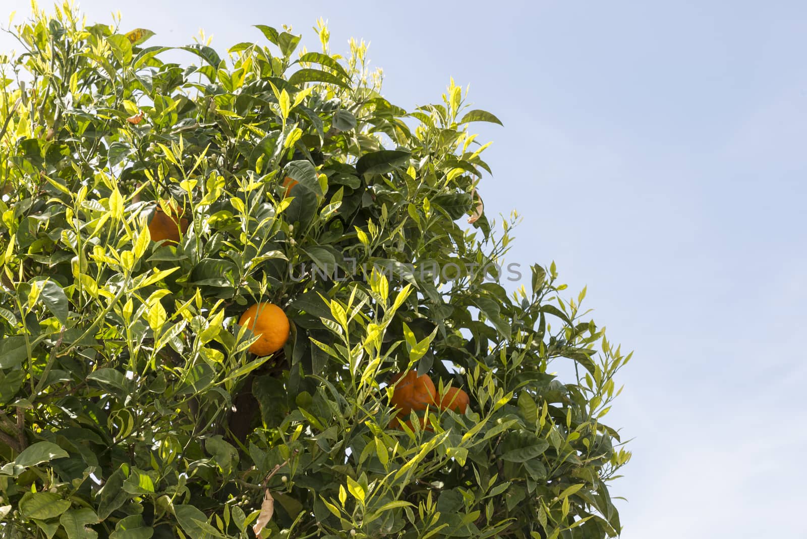 green orange tree full of fresh fruit