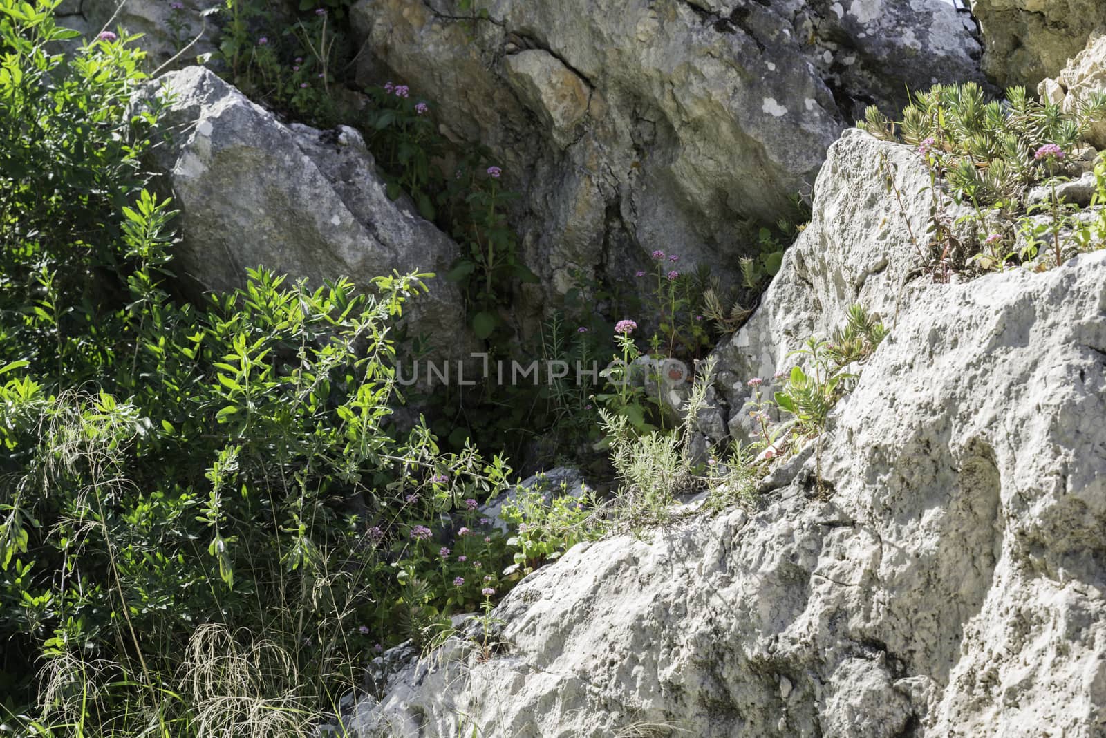 wild plants and flowers on the rocks in andalusia spain