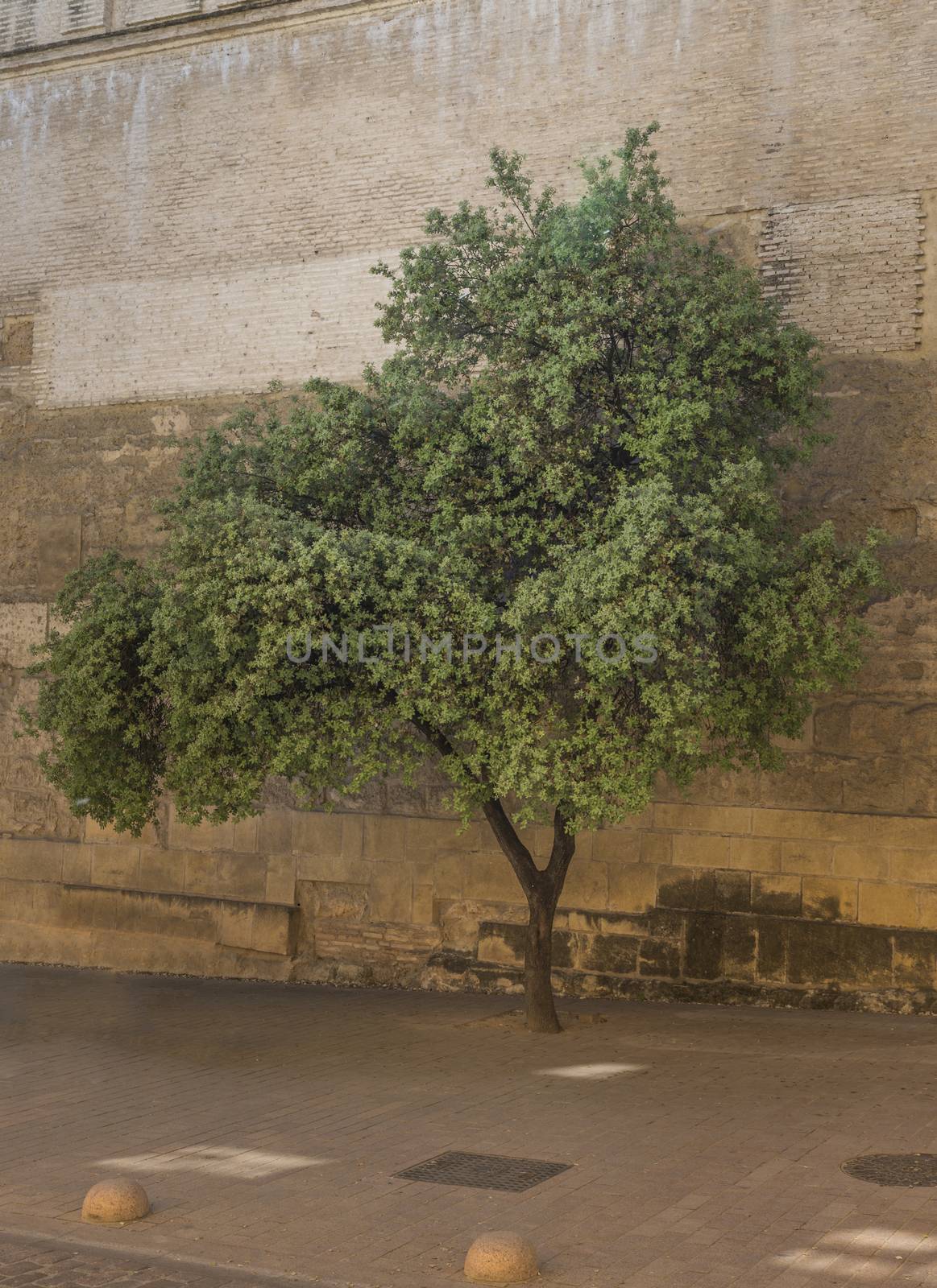 old green olive tree with brown ancient wall in cordoba Spain