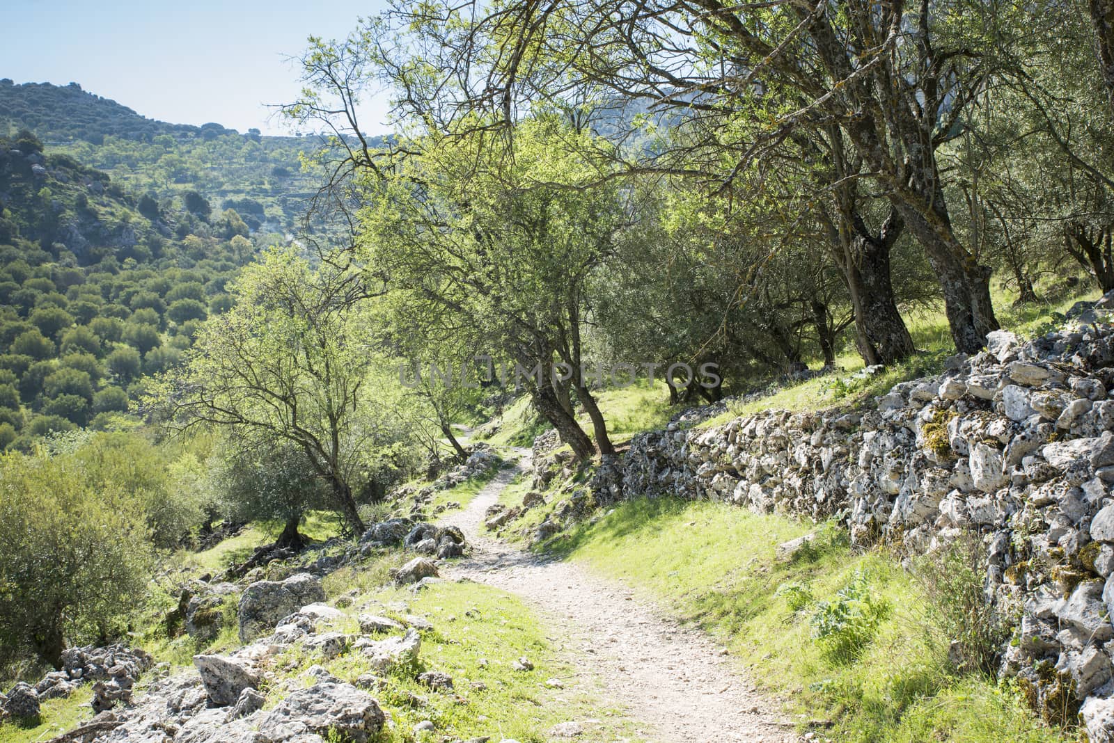 Sierras Subbéticas Natural Park in andalusia near zuheros with olive trees and walking track mover the hills