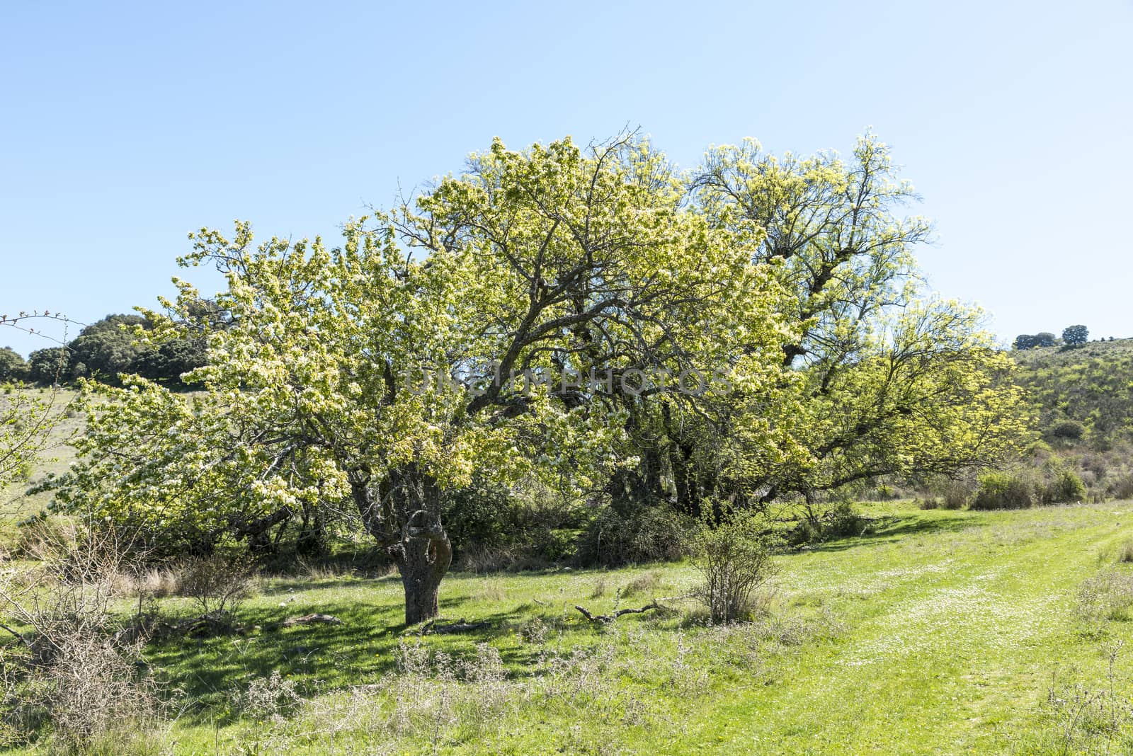 Sierras Subbéticas Natural Park in andalusia near zuheros with flowering blossom trees