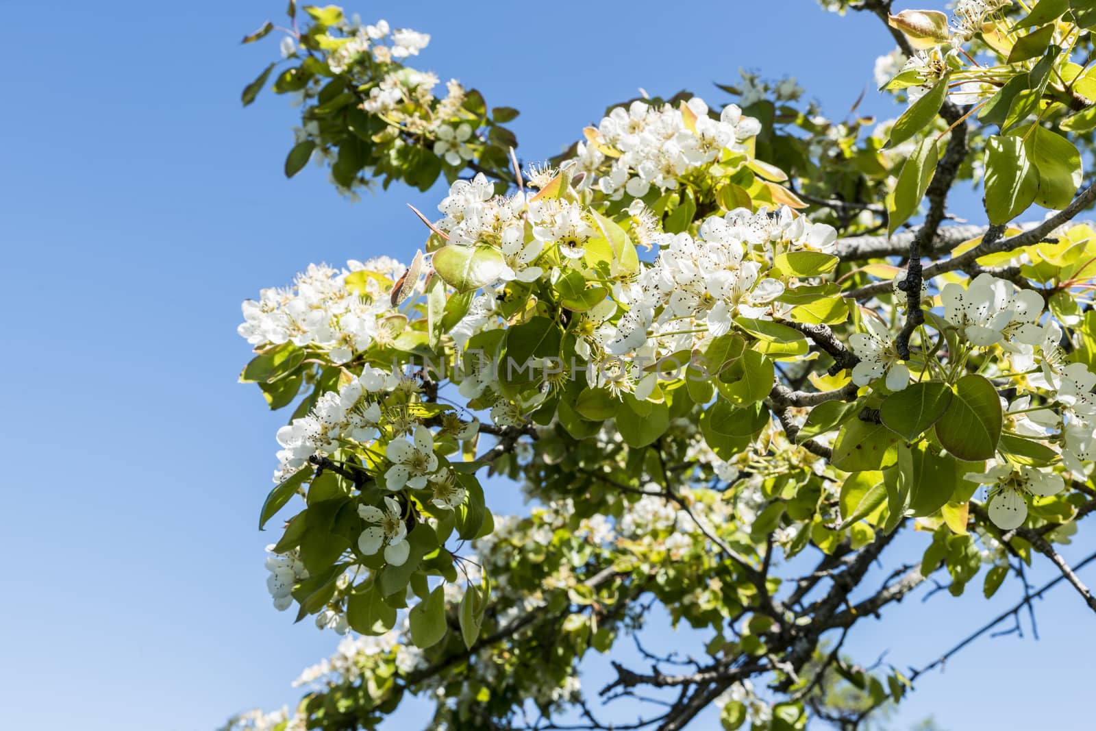 white blossom with blue sky as background