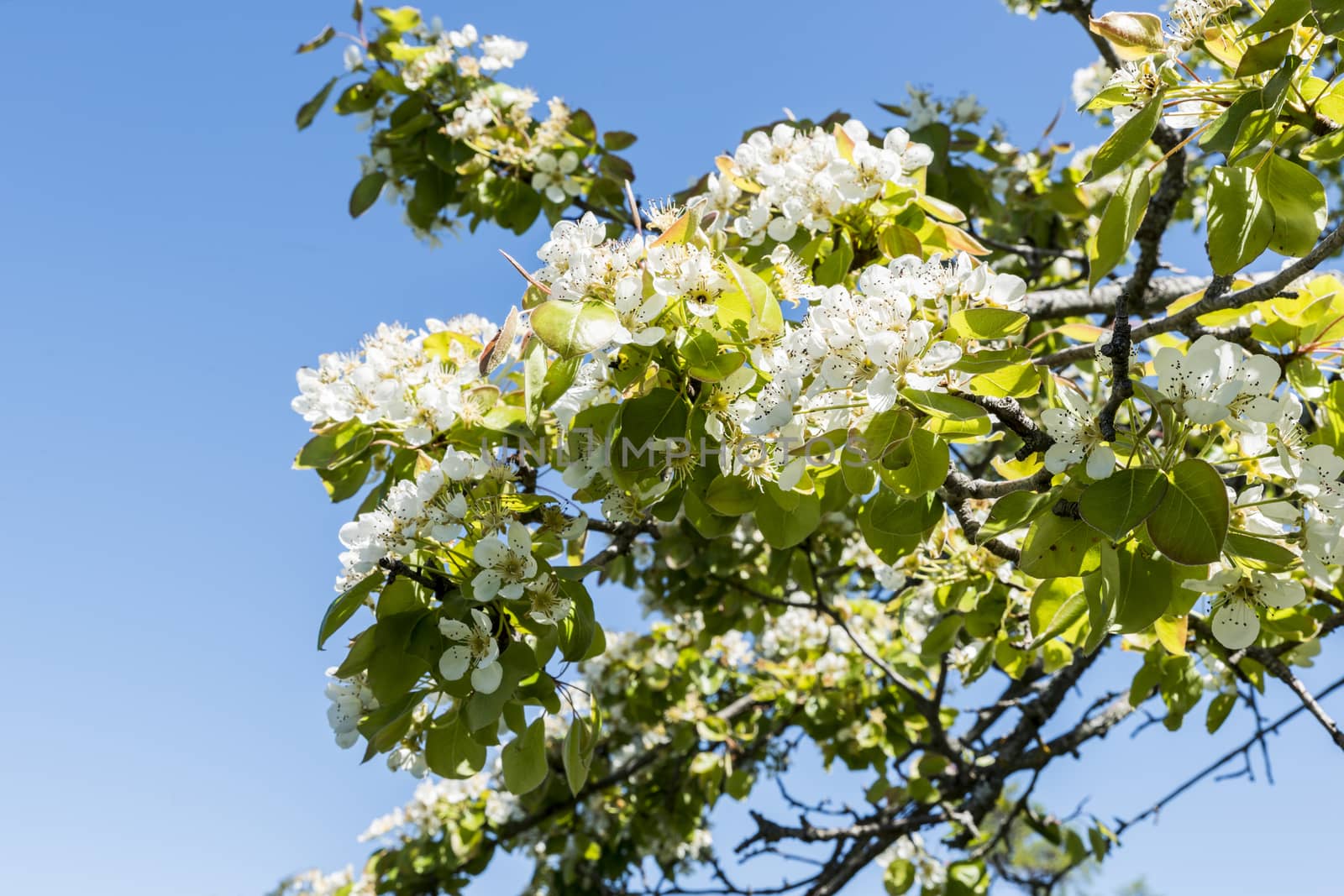 white blossom with blue sky as background