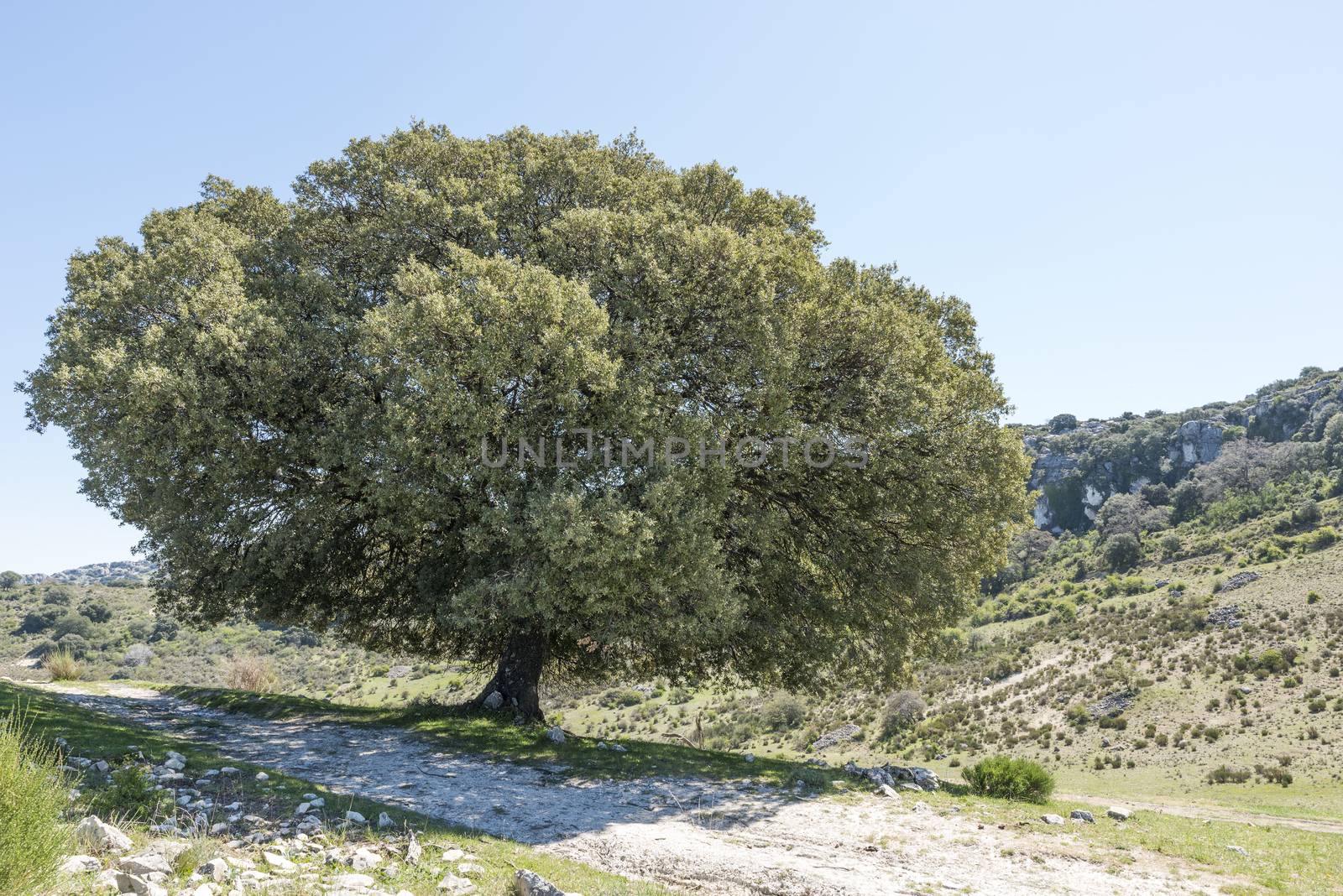 singale big tree in the mountains from andalusia near zuheros