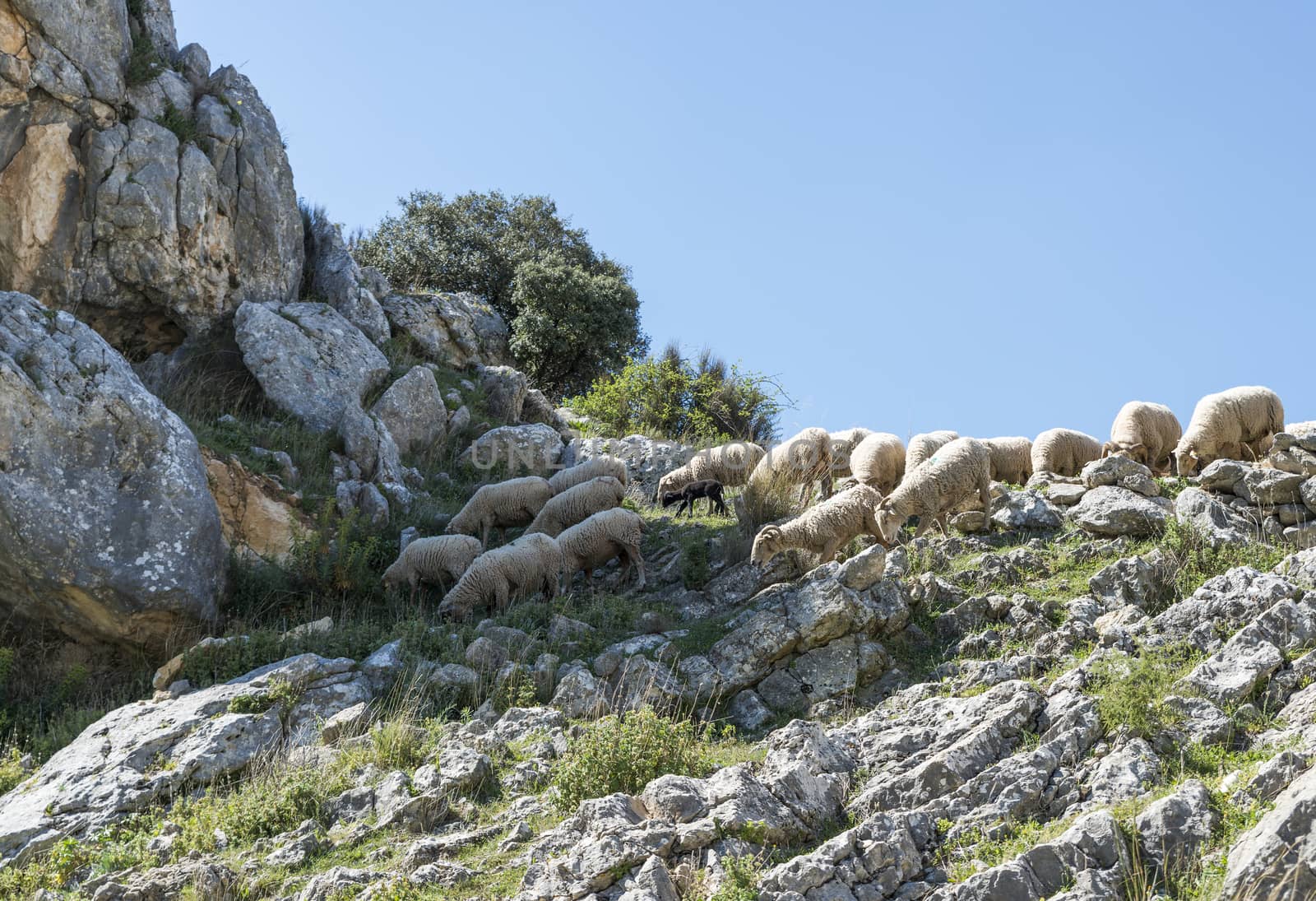 one black sheep in the herd of sheep in the mountains between the rocks of andalusia near the place zuheros