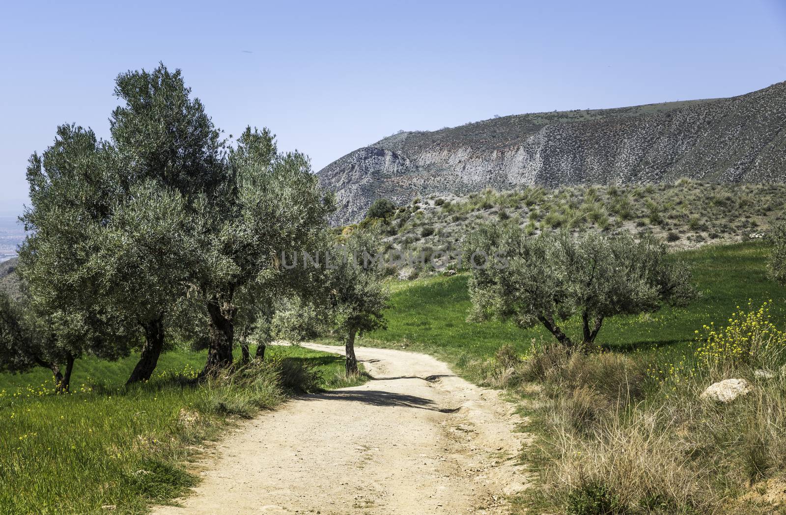 curved walking track in the  mountains of andalusia in spain near Zuheros Village