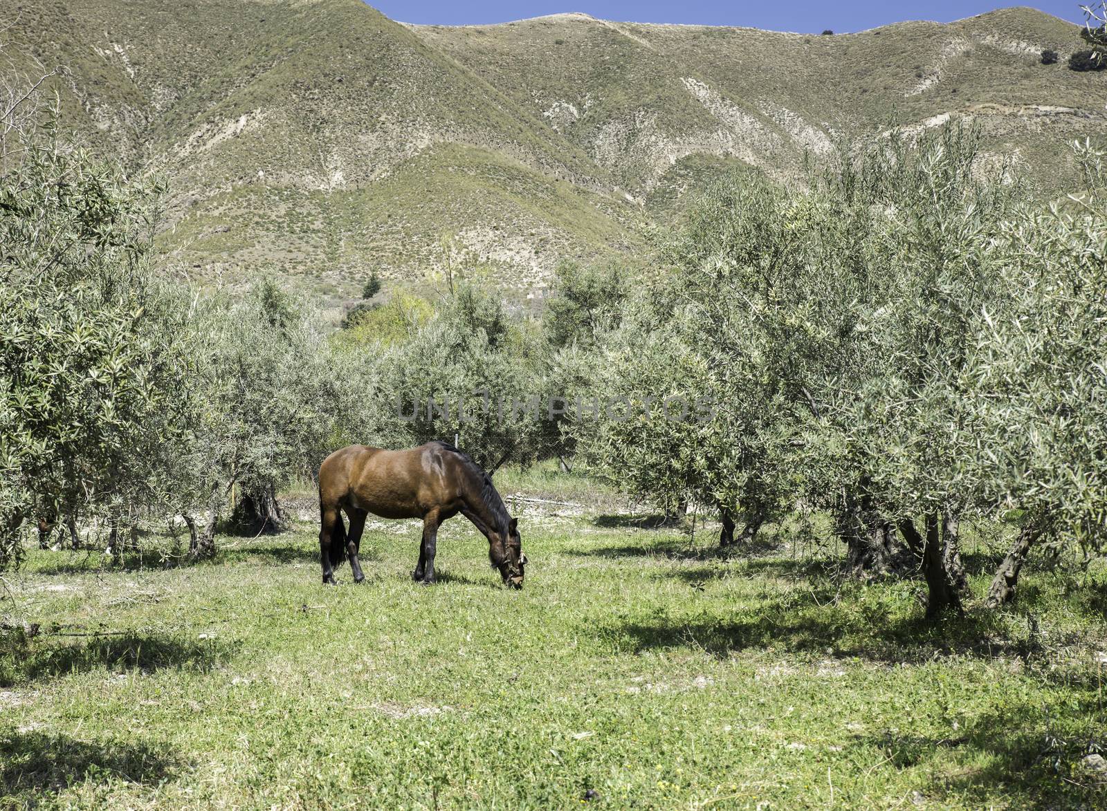 brown horse in the mountains of andalusia by compuinfoto