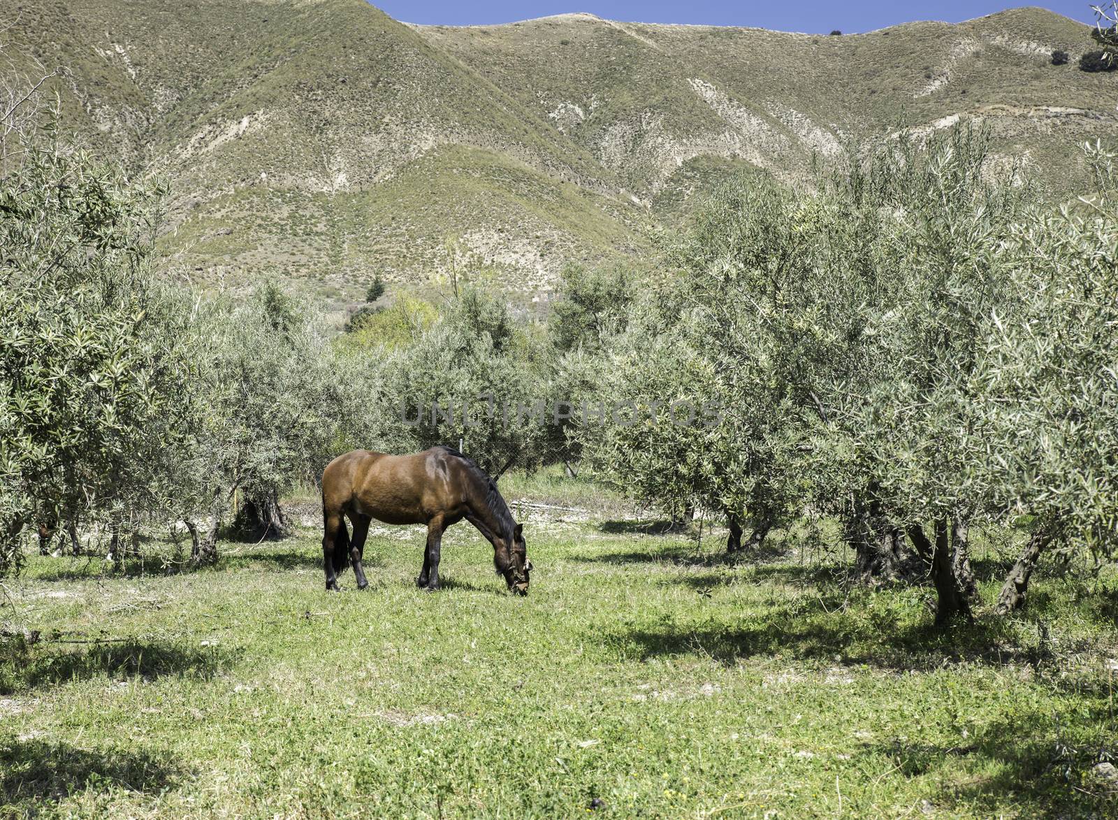 brown horse grazing in the nature near the mountains of andalusia near zuheros village