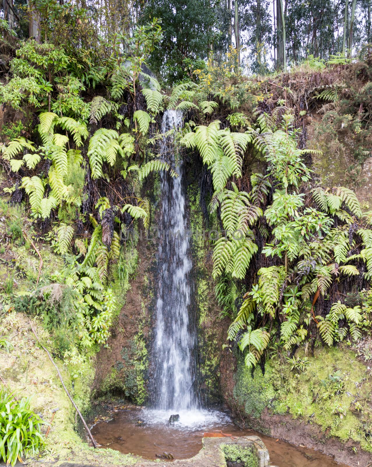 waterfall near sao jorge madeira by compuinfoto