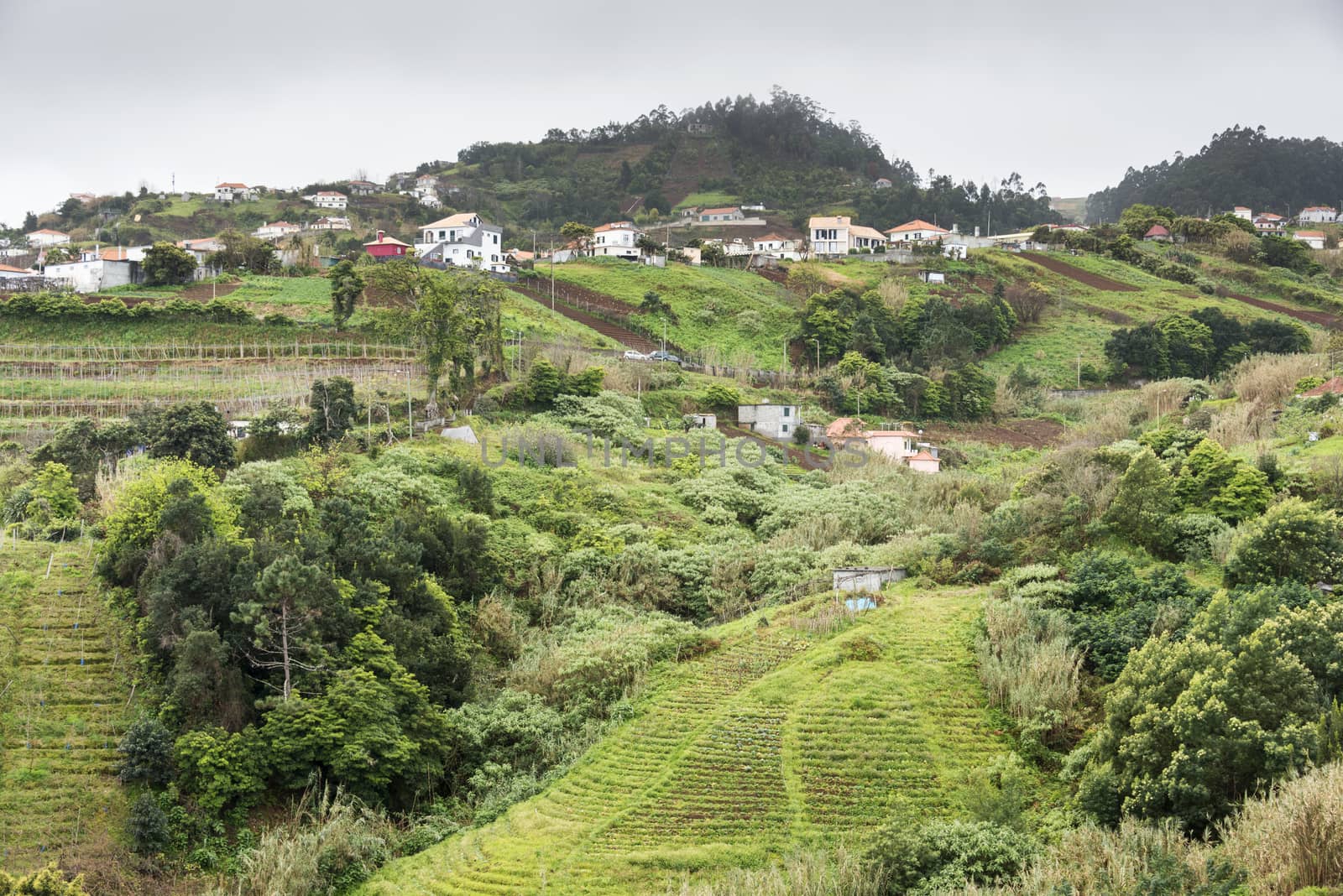 Madeira nature near Sao Jorge in the north part of the portual Island