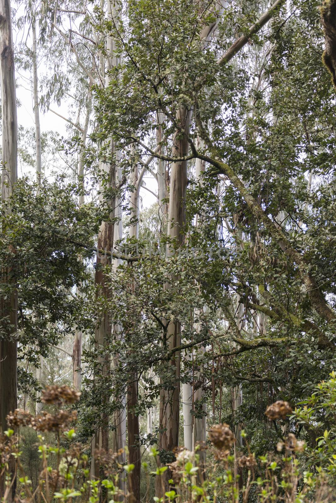 laurel trees on madeira portuguese island