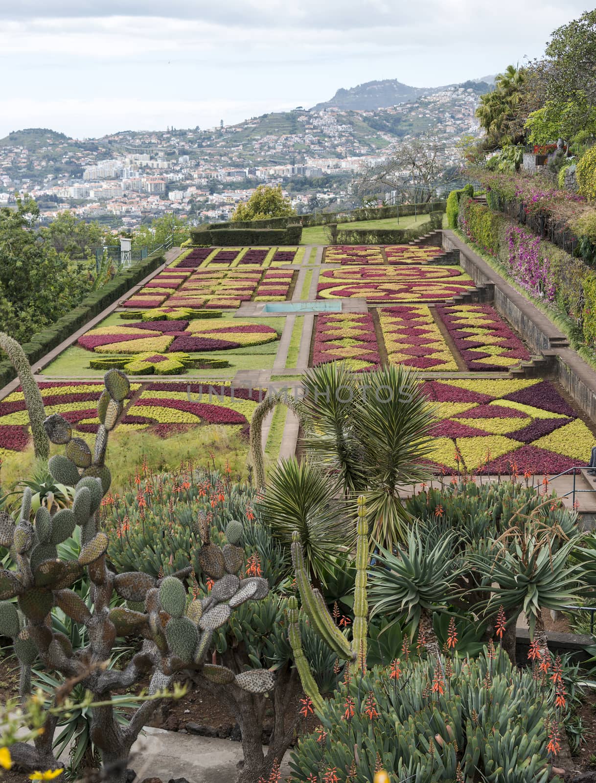 botanical garden in Funchal on the portuguese island of Madeira