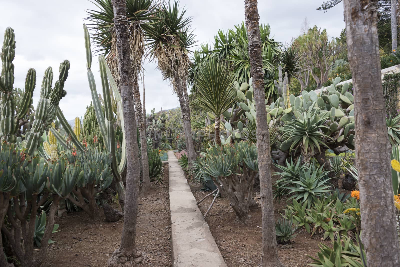 cactus plants in botanical garden Funcahl on the portuguese island Madeira