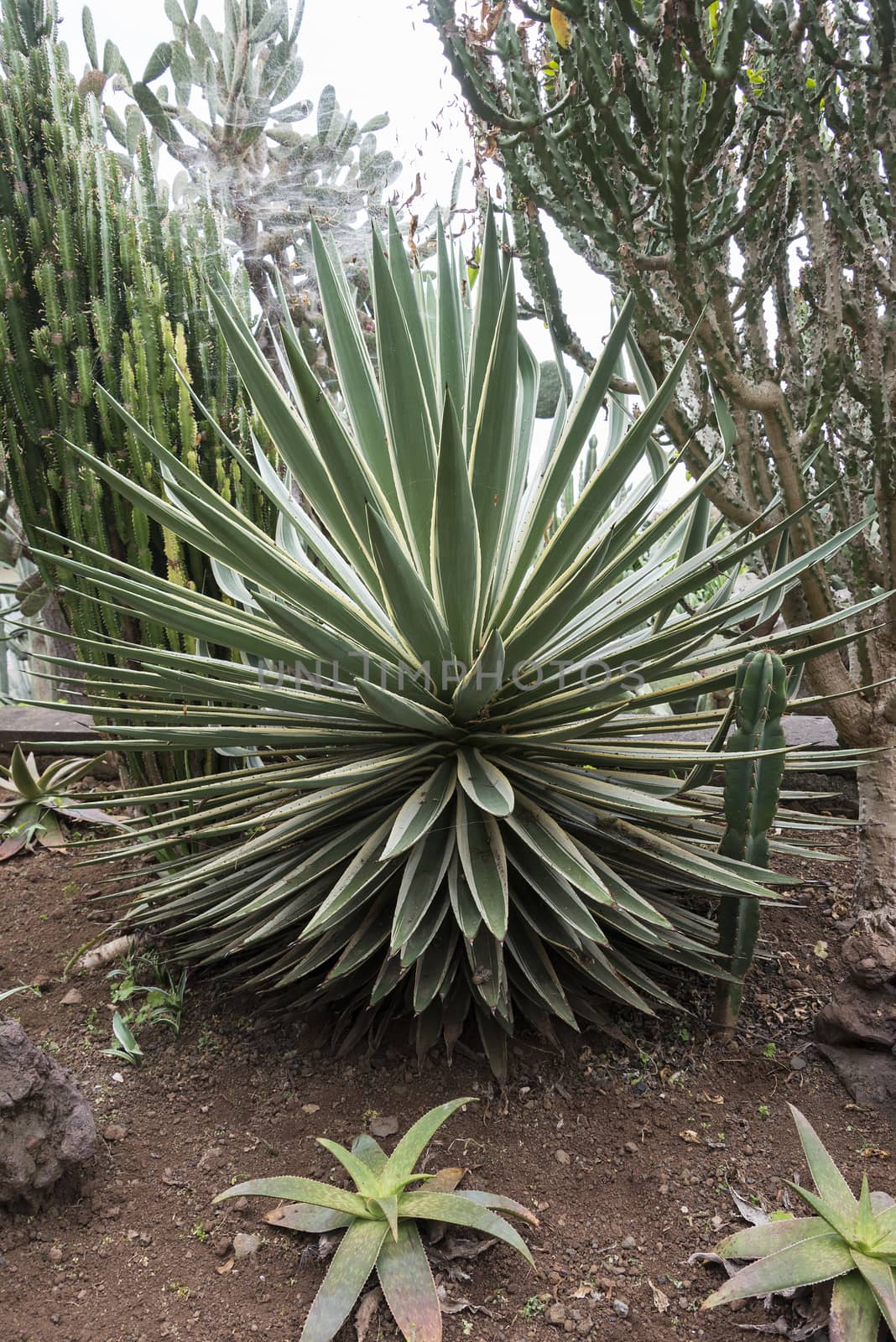 agave in the botanical garden of Funchal Madeira