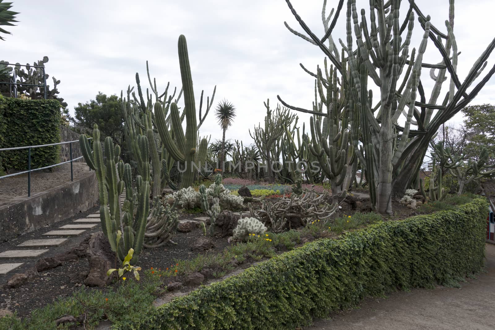 cactus plants in botanical garden Funcahl on the portuguese island Madeira