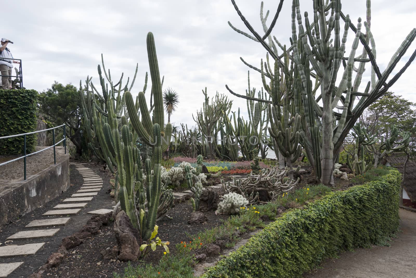 cactus plants in botanical garden Funcahl on the portuguese island Madeira