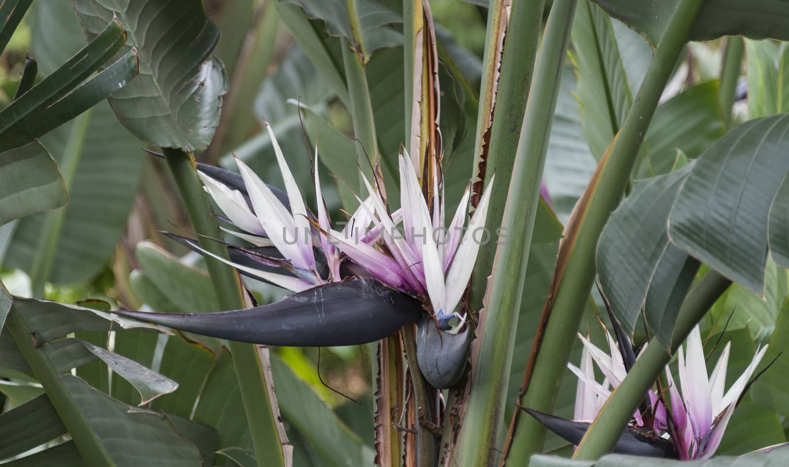  Beautiful close up of the blossom of the bird of the paradise flower, traditional one of Madeira island, Portugal