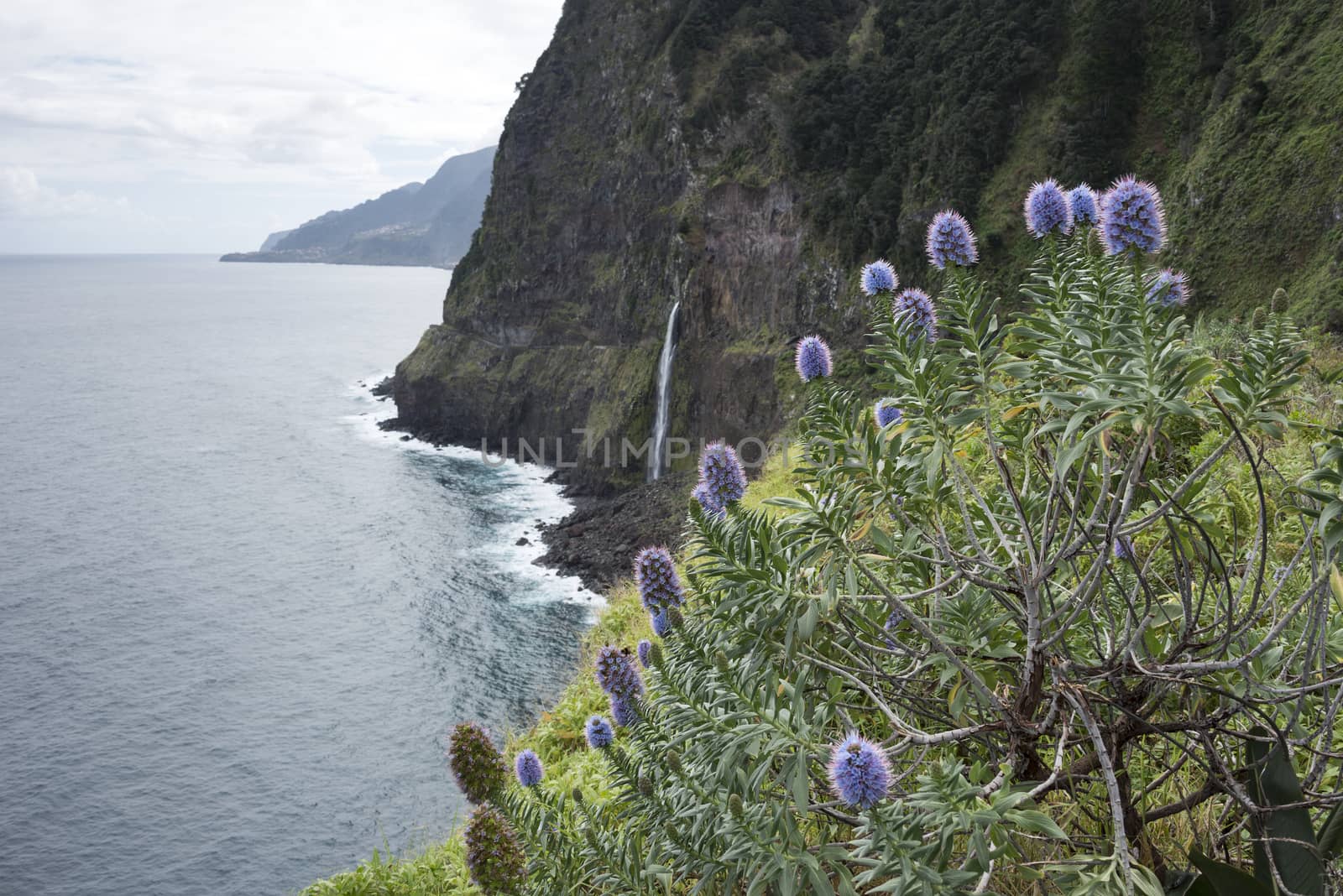 Pink flowers on Madeira with the waterfall of Seixal aas background