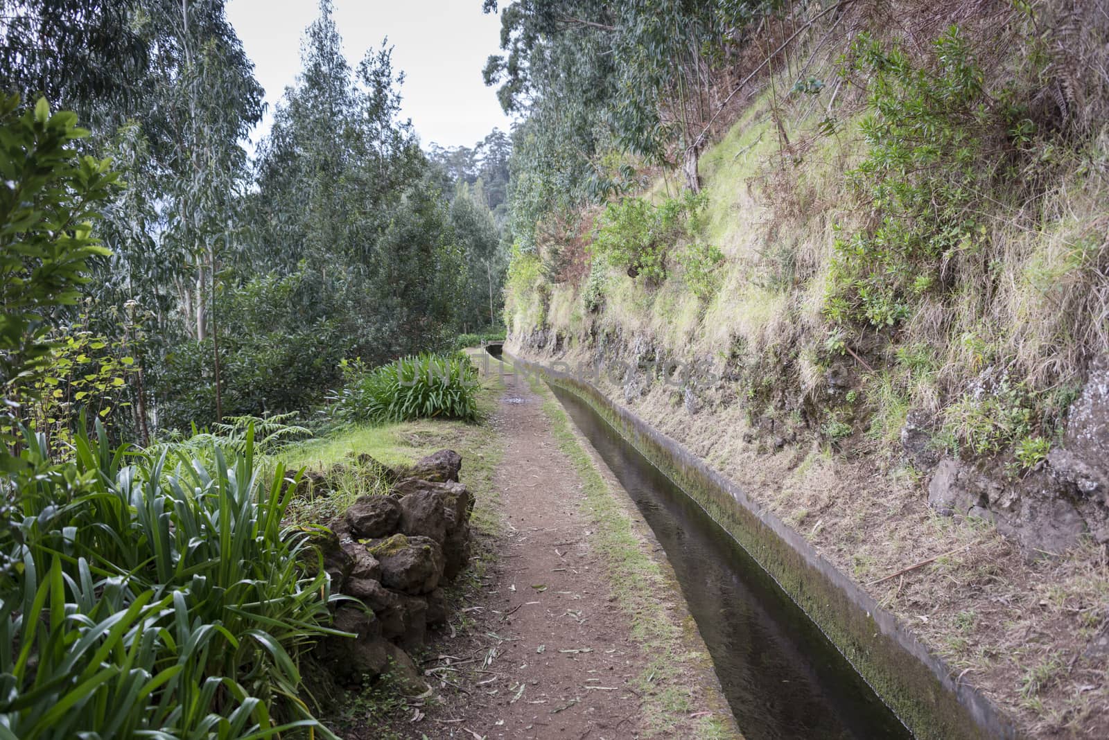 typical levade on the portugal island of Madeira by compuinfoto