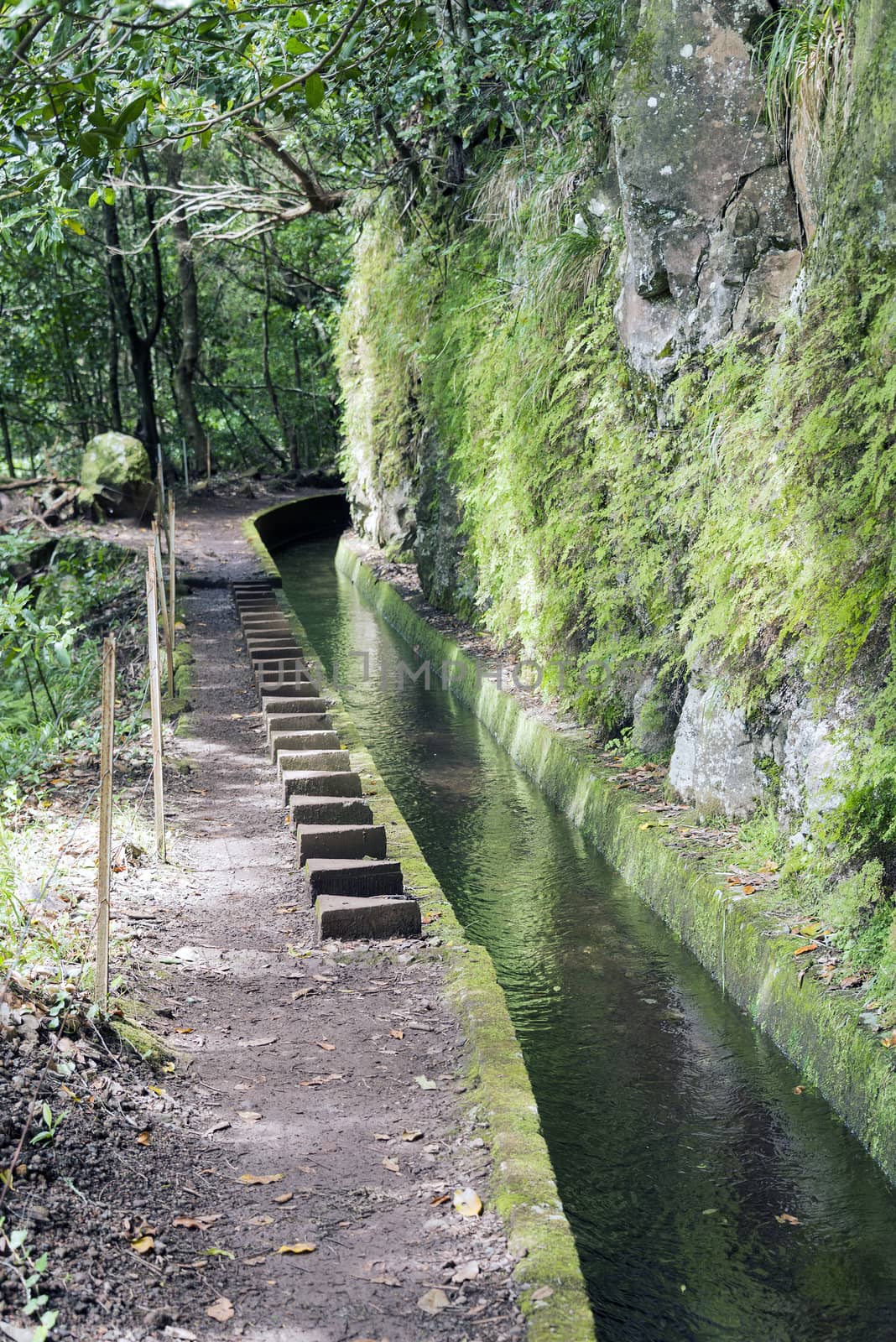 typical levade walking track  on the portugal island of Madeira, this is Lamaceiros Ribeira da Janala