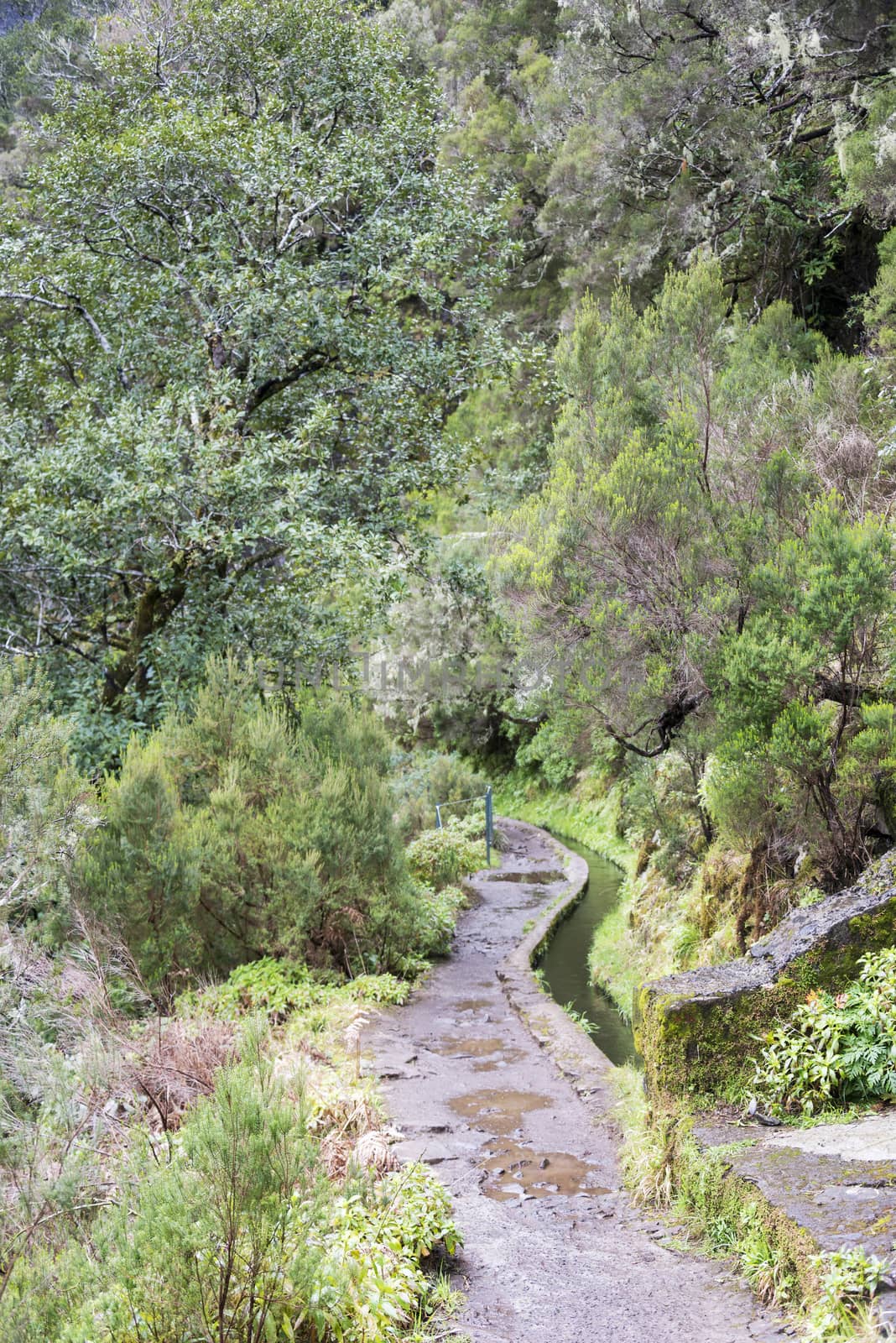 levada walk on Madeira island by compuinfoto