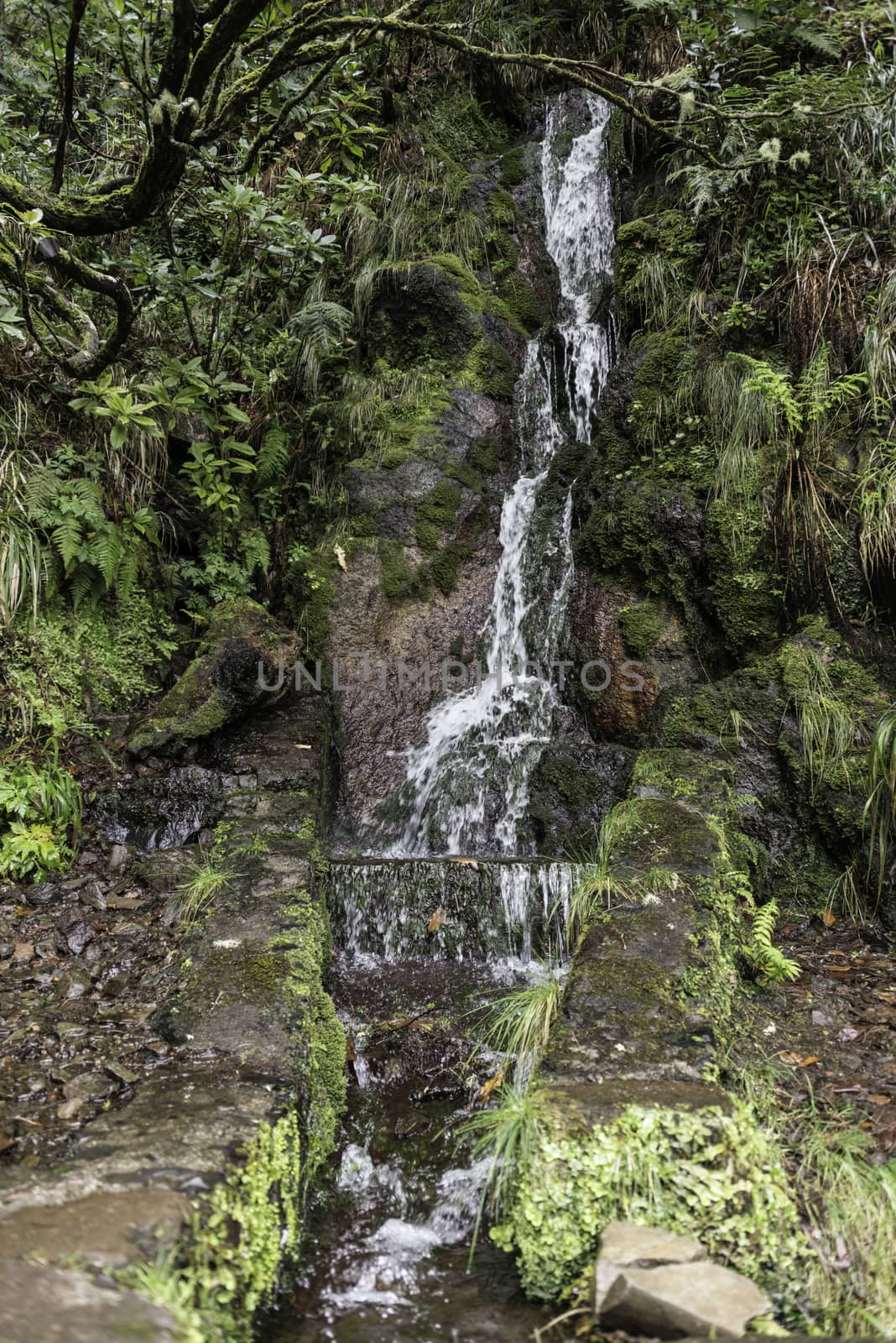 waterfall on madeira island on levada tracking in wild nature